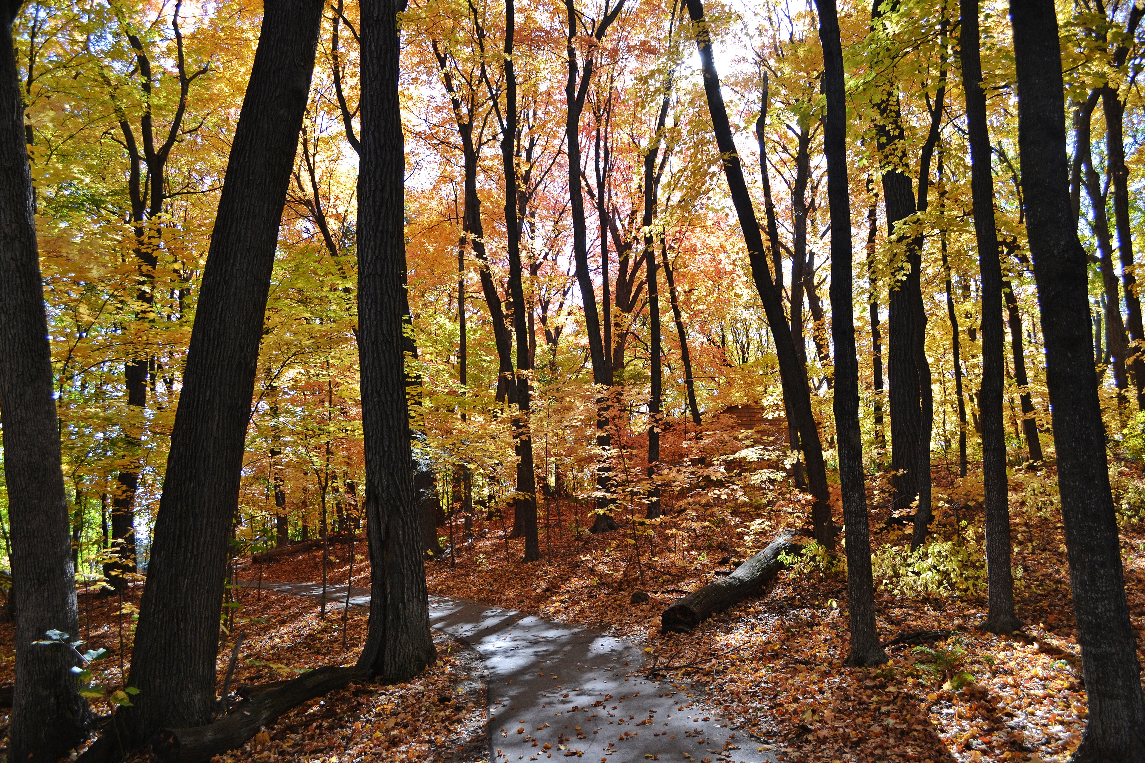 Minnesota Landscape Arboretum