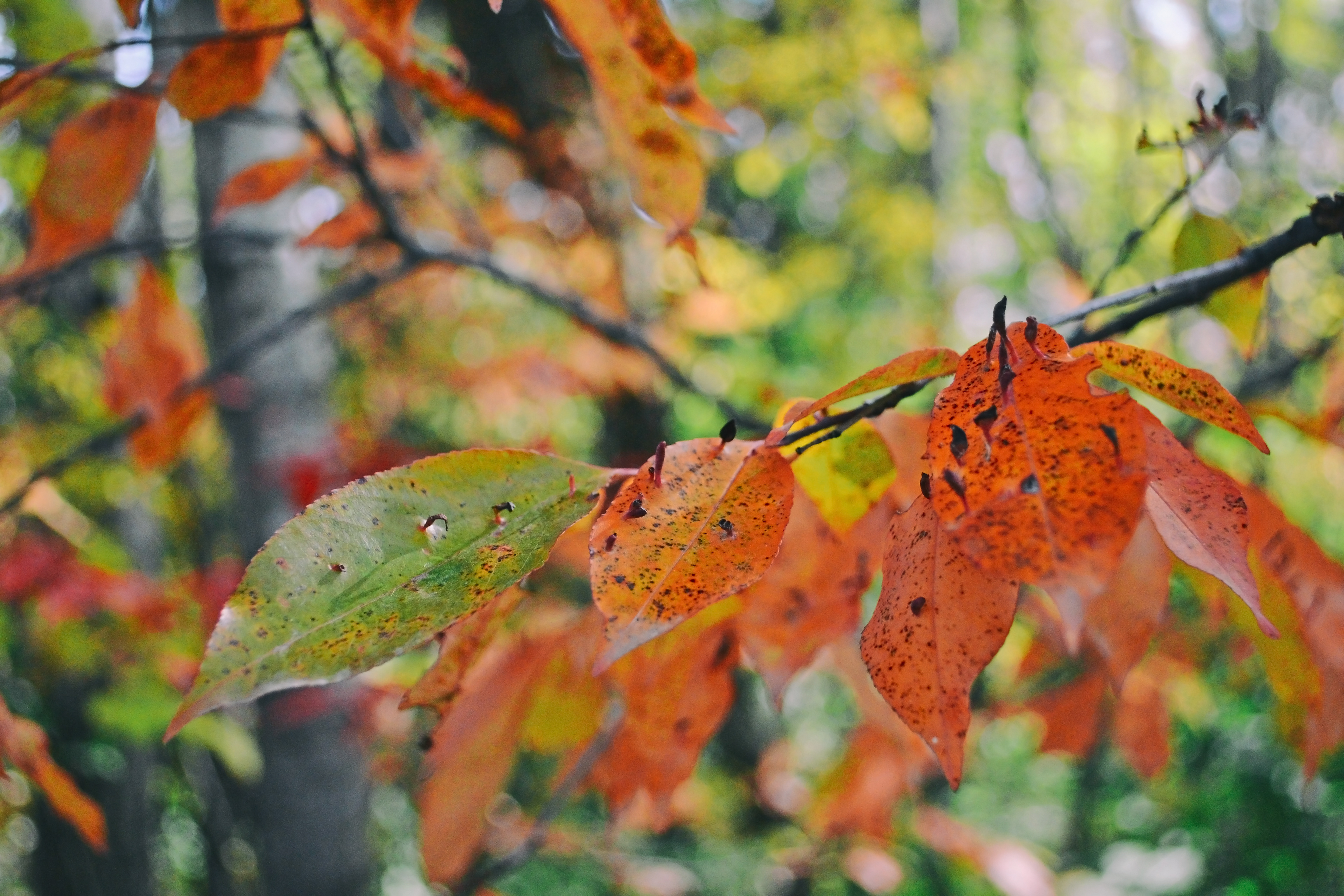 Murphy-Hanrehan Park Reserve