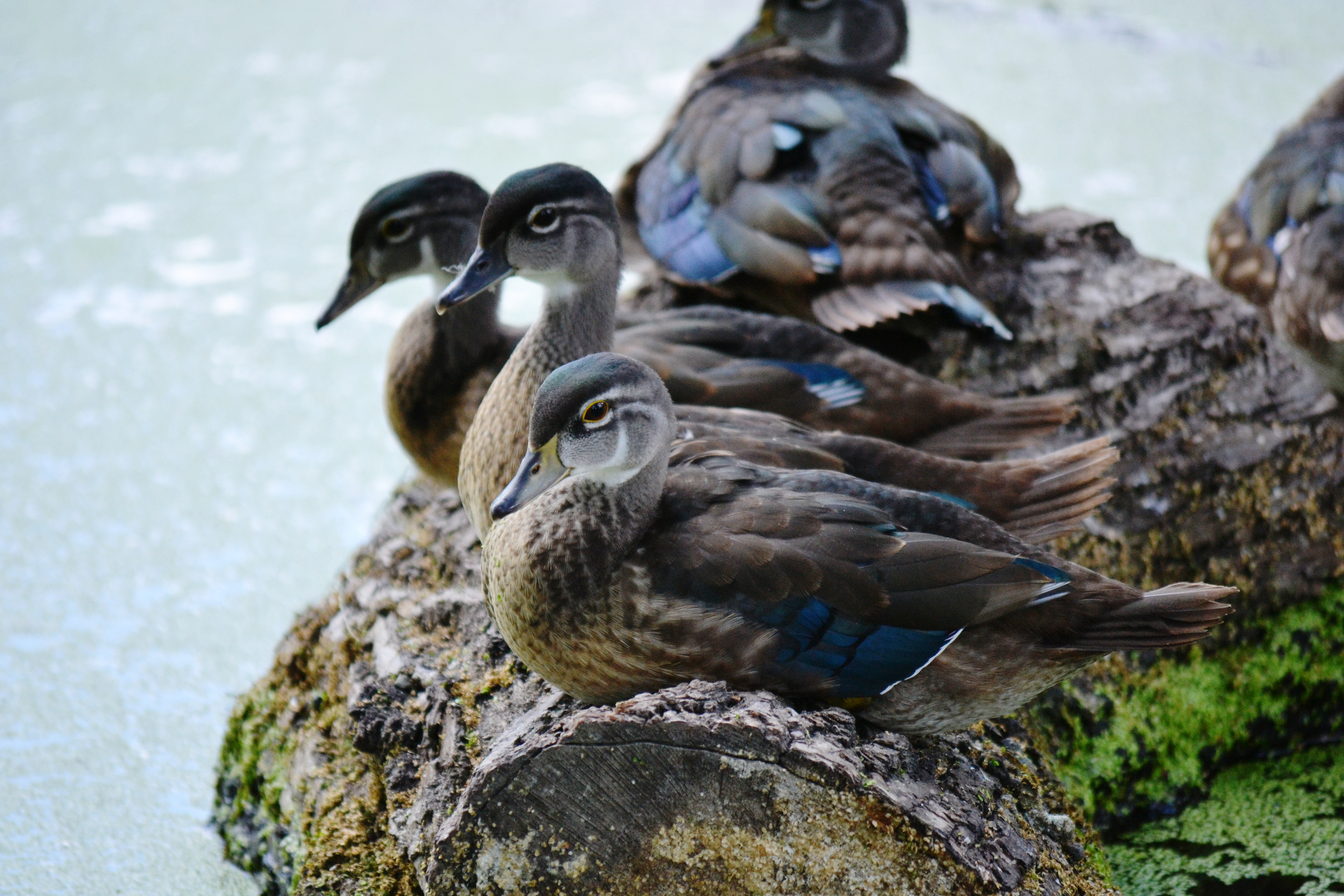 Mallards in Loring Park. Minneapolis, MN.