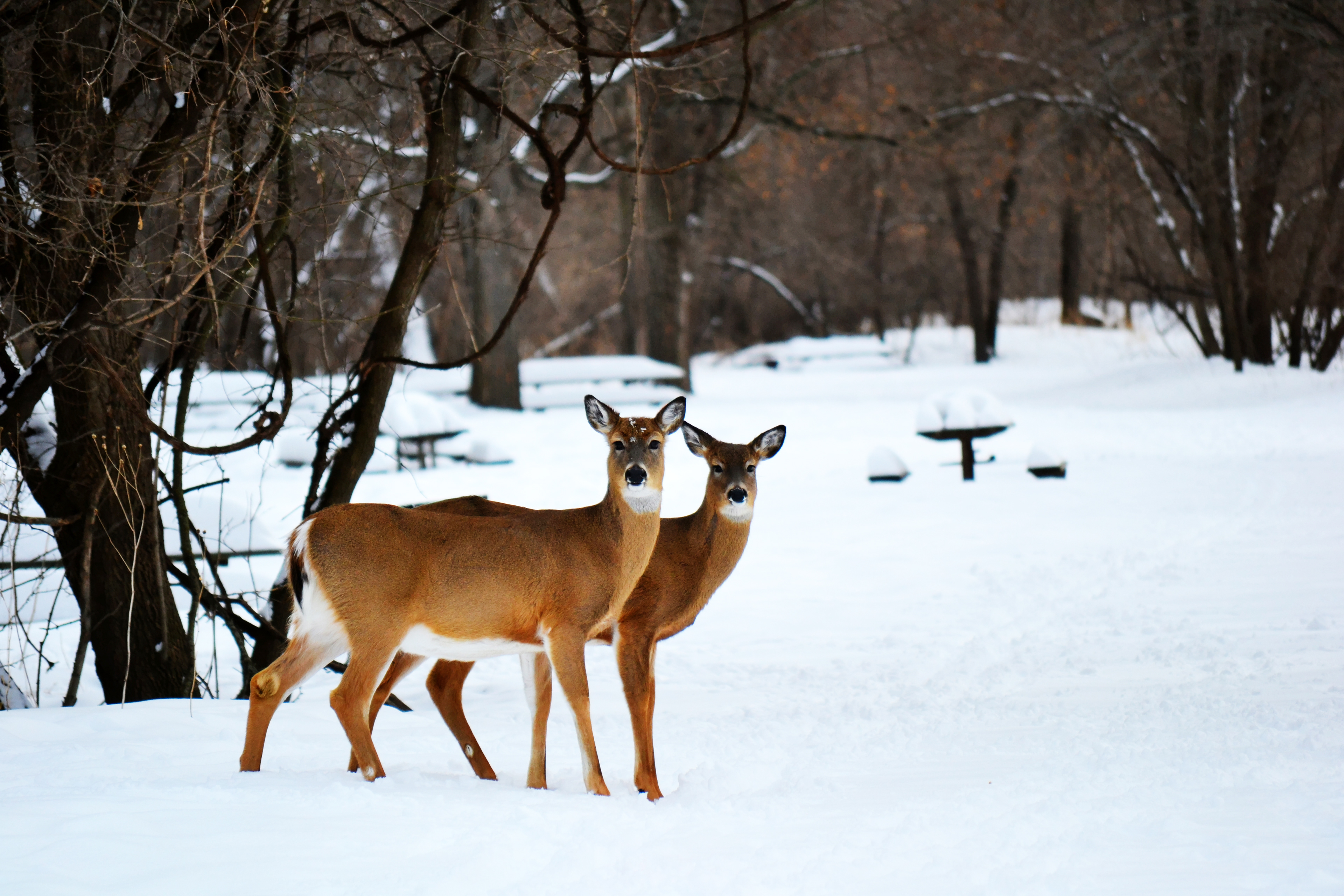 White-tailed Deer. Fort Snelling State Park. St. Paul, MN.