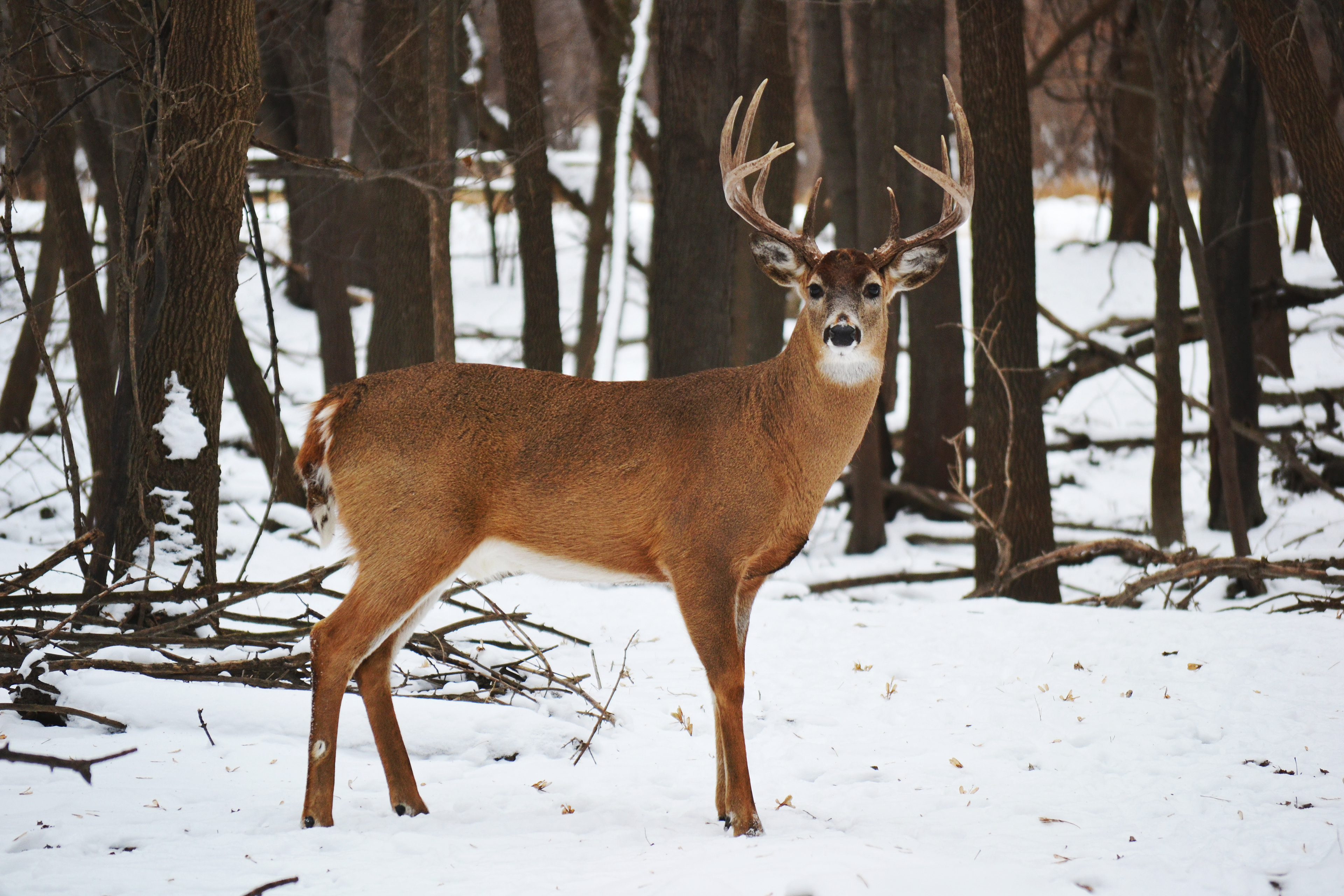 White-tailed Deer. Fort Snelling State Park. St. Paul, MN.