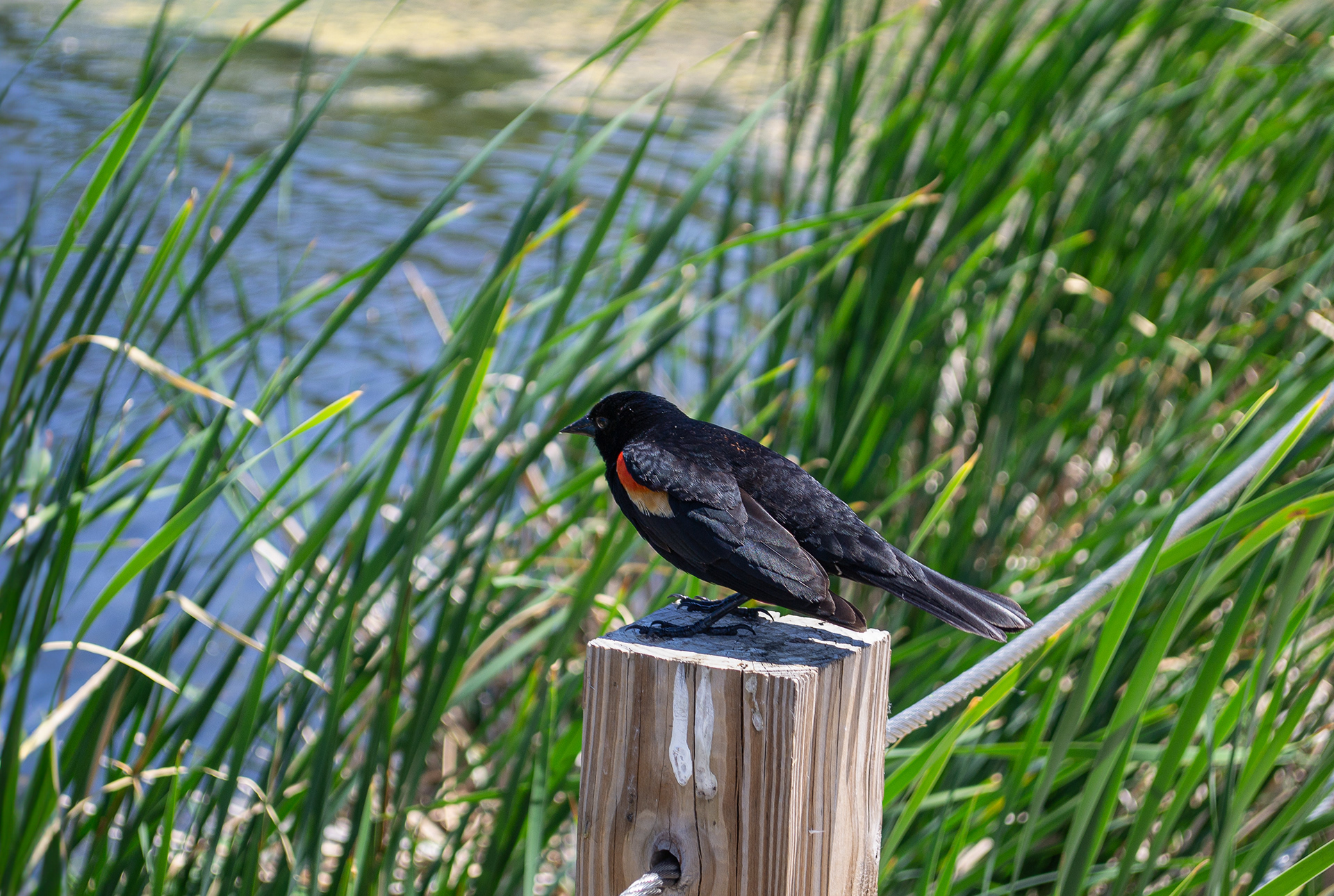 Red-winged Blackbird. Wood Lake Nature Center. Richfield, MN..
