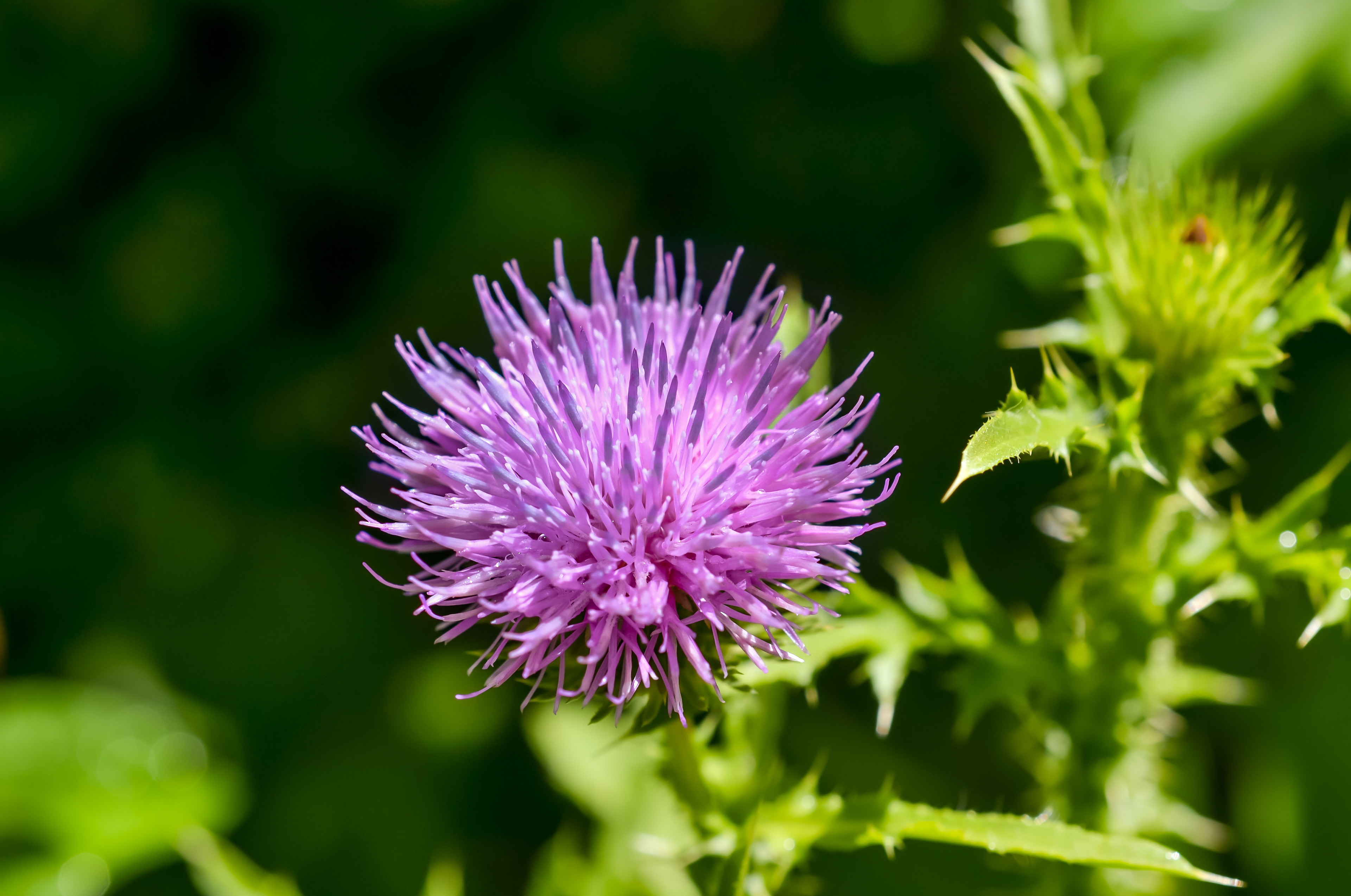 Doyle-Kennefick Regional Park