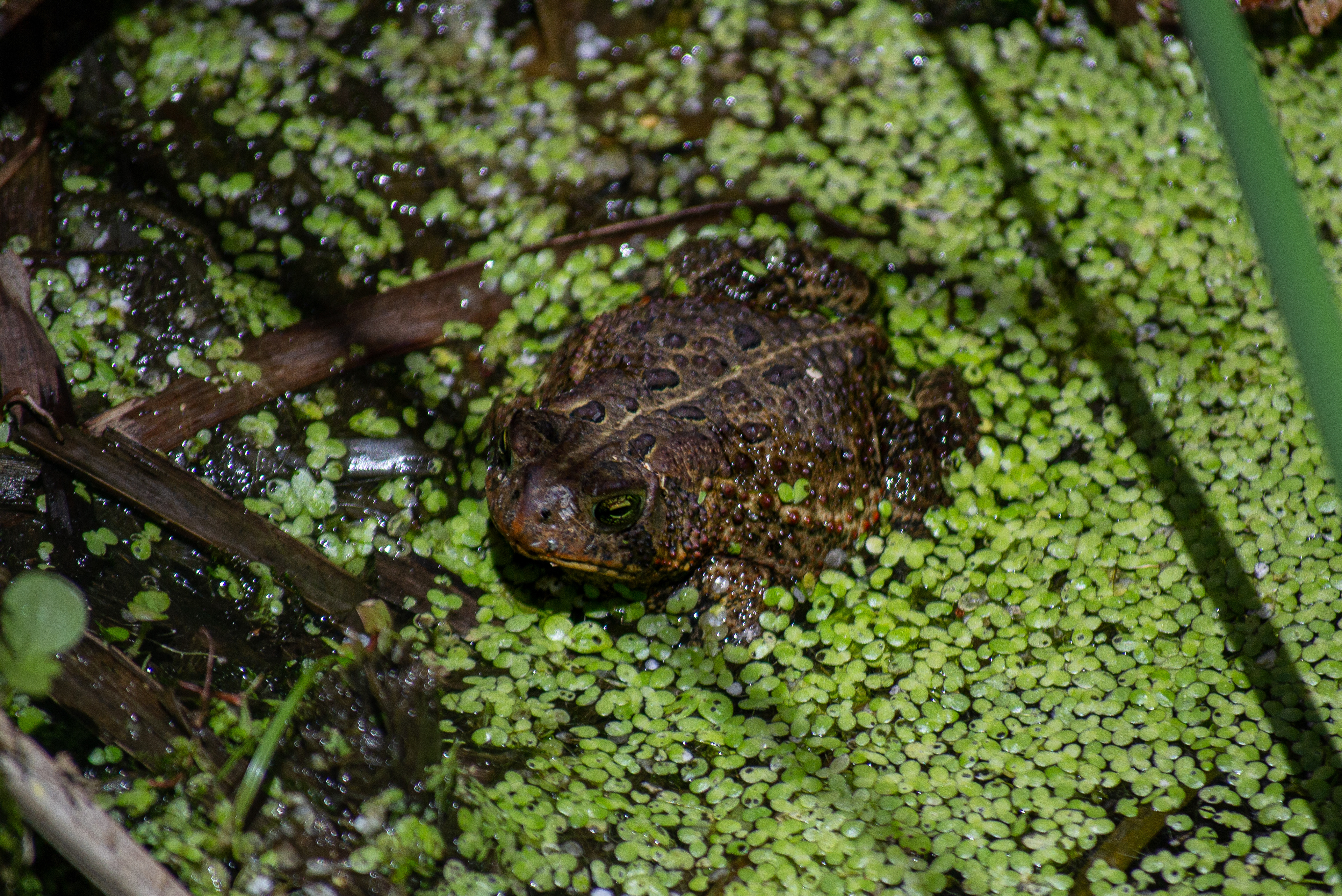 Toad. Wood Lake Nature Center. Richfield, MN.