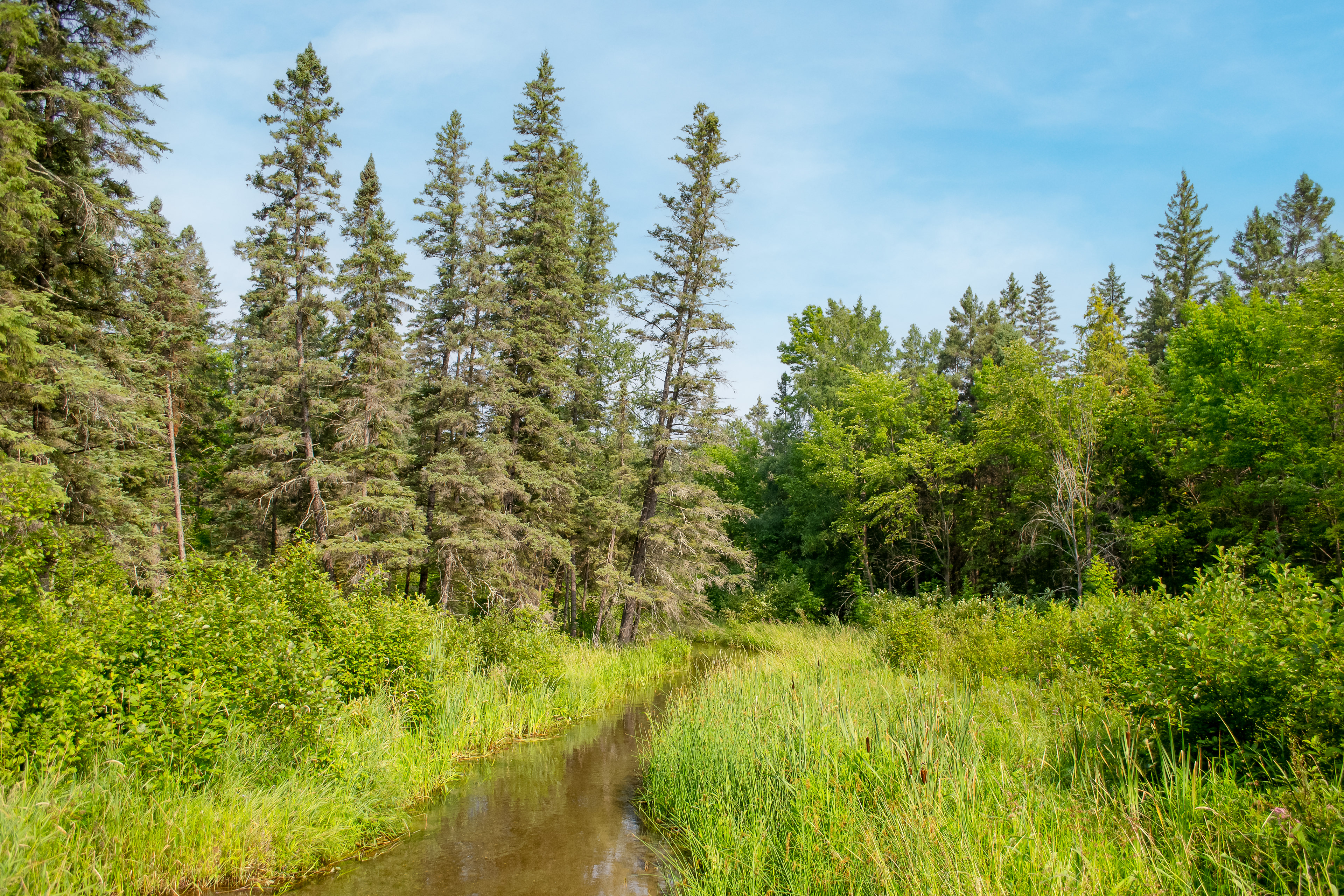 Mississippi River in Itasca State Park.