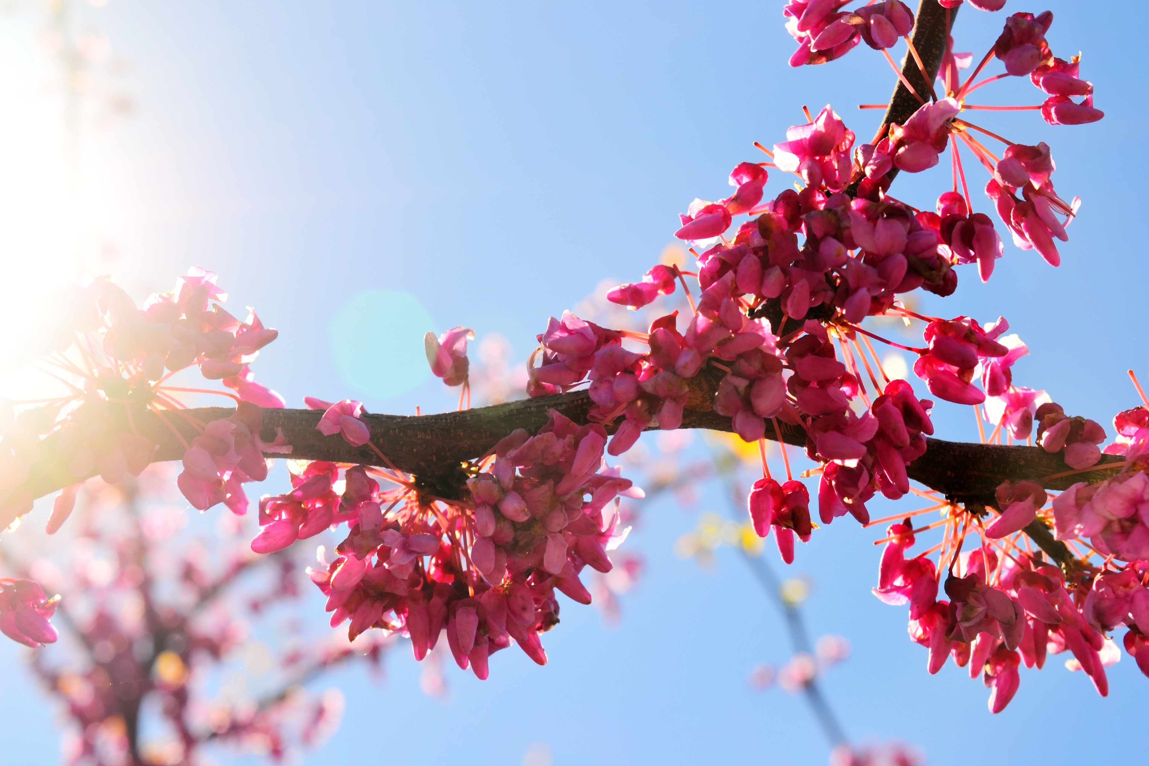 Minnesota Landscape Arboretum