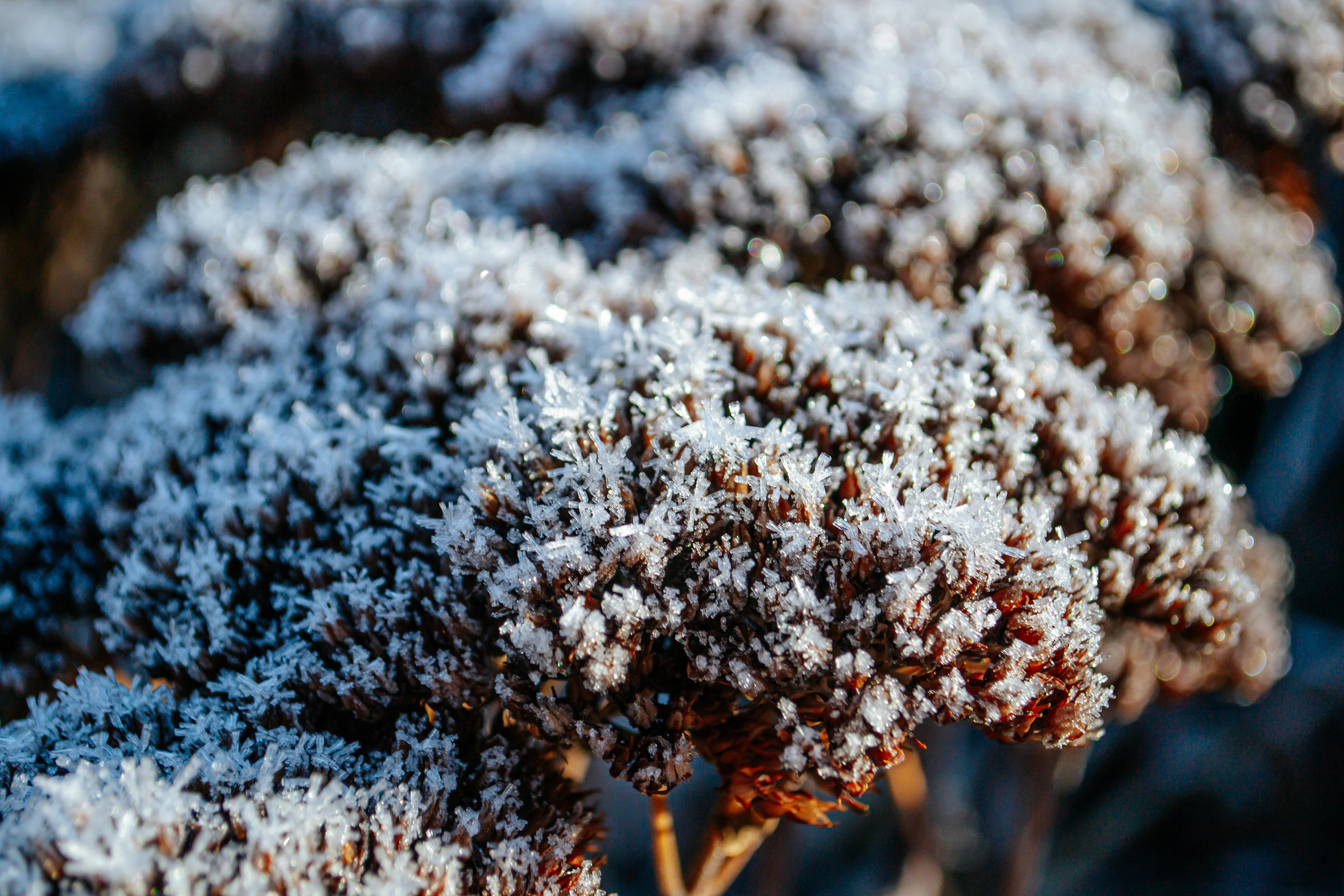 Frosty morning at Arneson Acres Park.