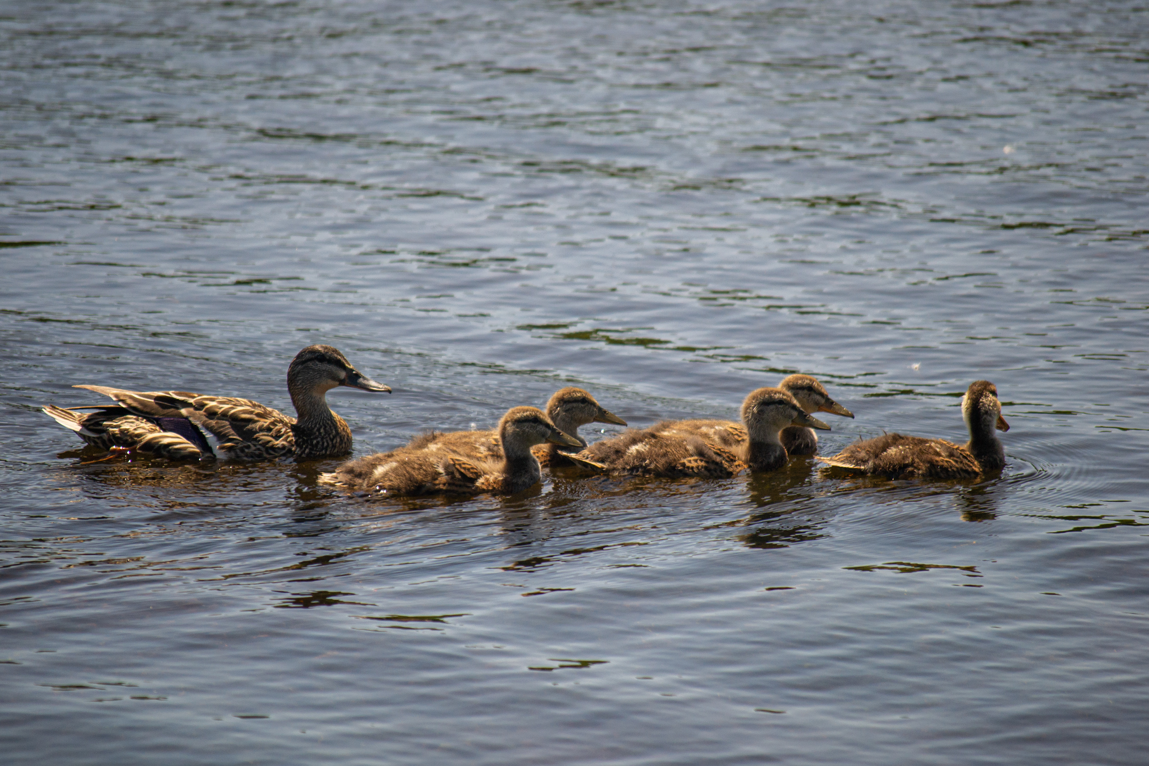 Female Mallard and Ducklings. Wood Lake Nature Center. Richfield, MN.