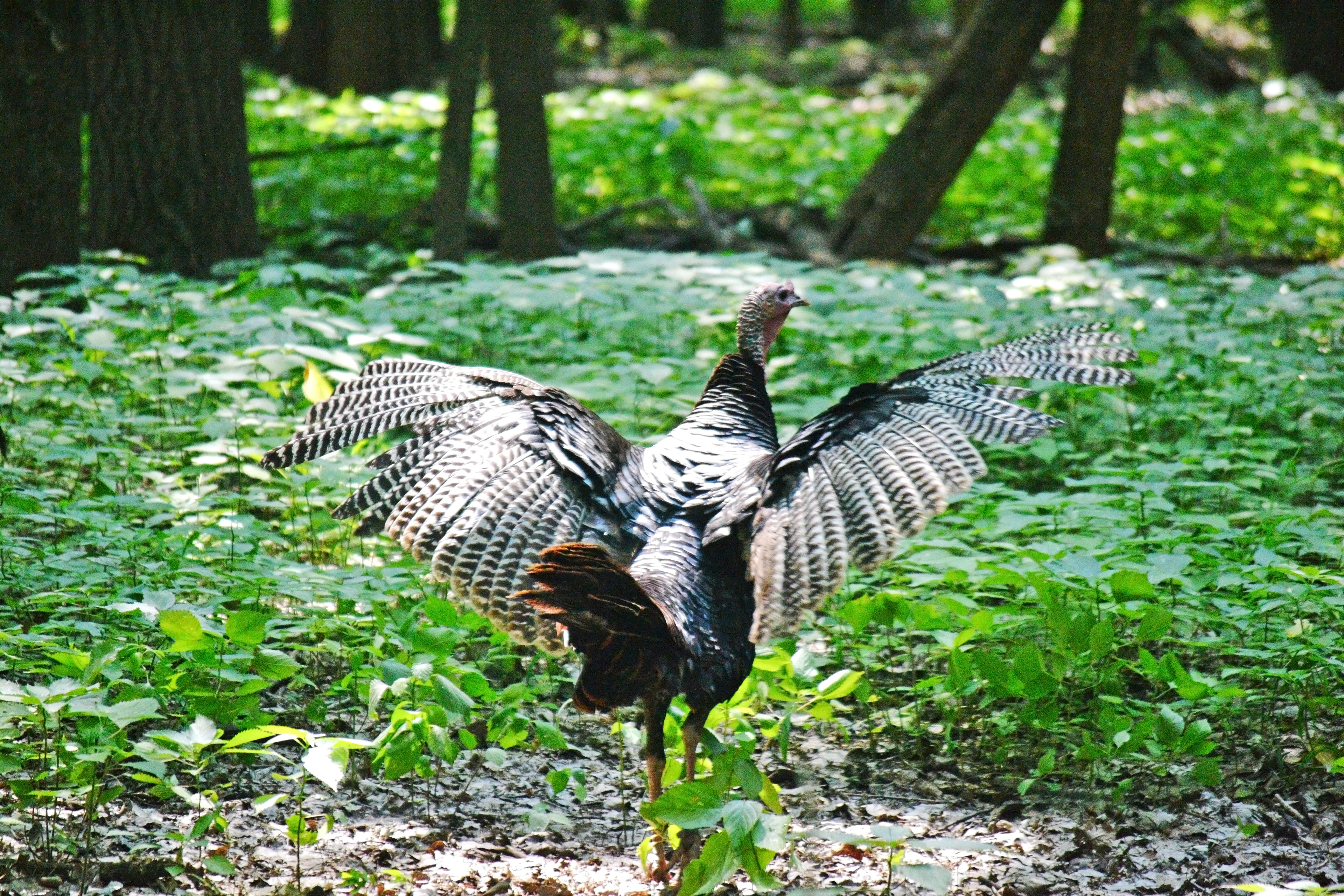 Wild Turkey. Fort Snelling State Park. St. Paul, MN.