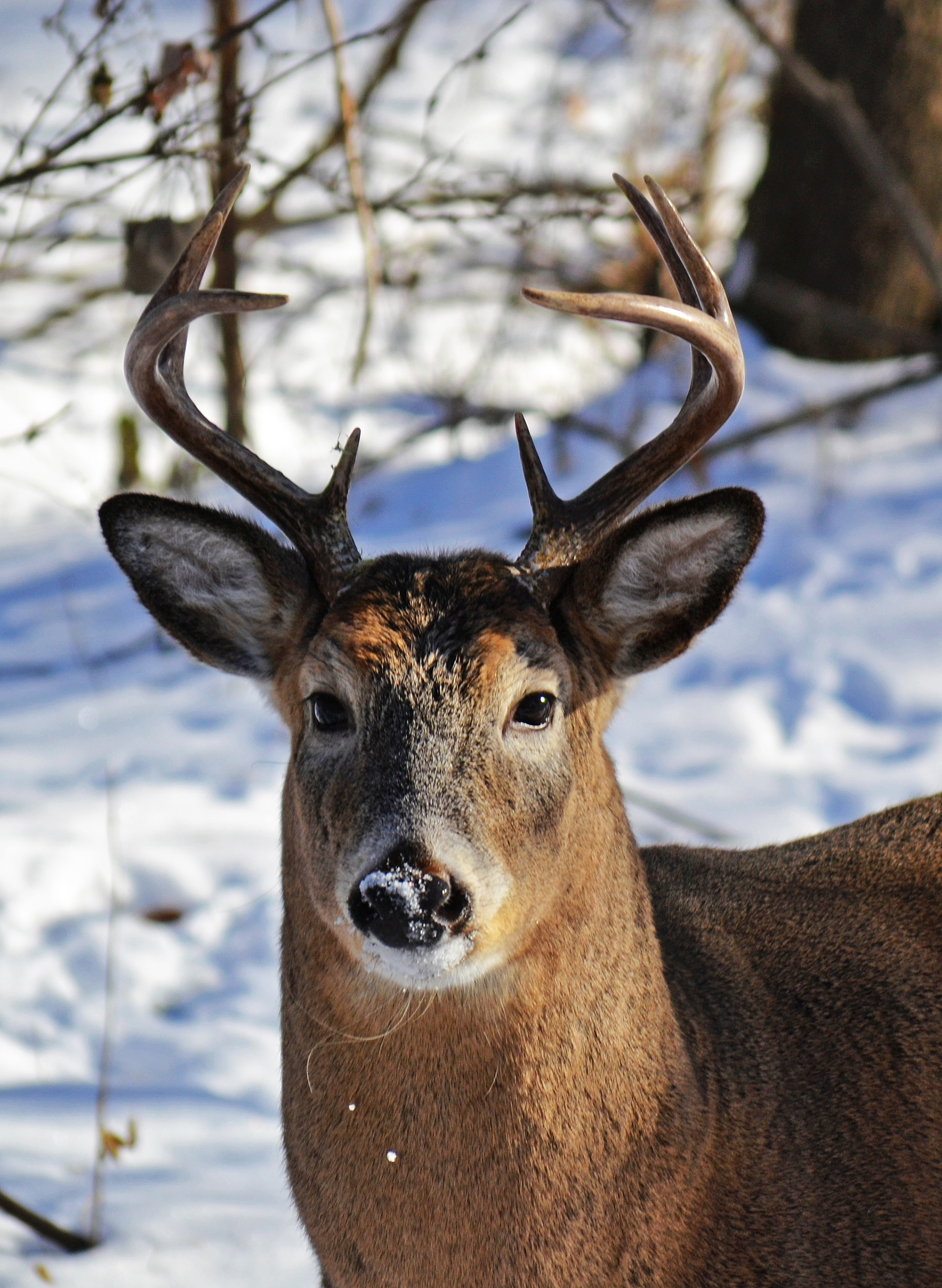 White-tailed Deer. Fort Snelling State Park. St. Paul, MN.