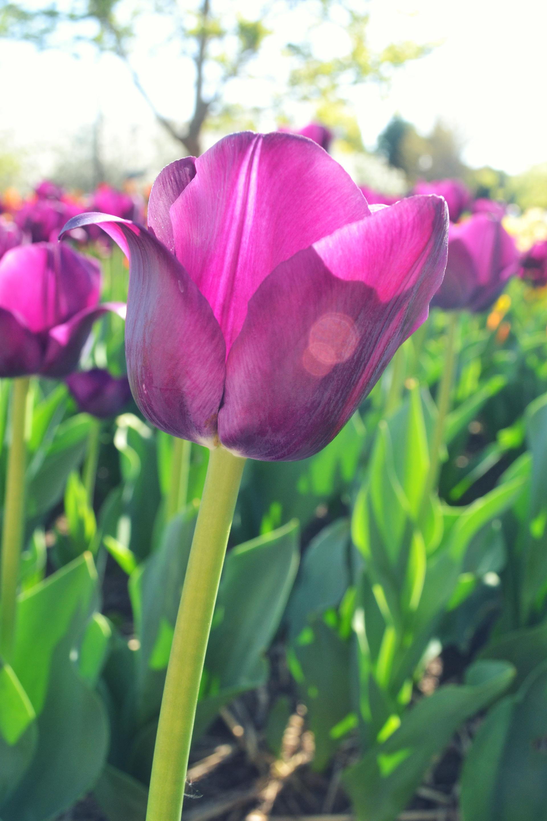 Minnesota Landscape Arboretum