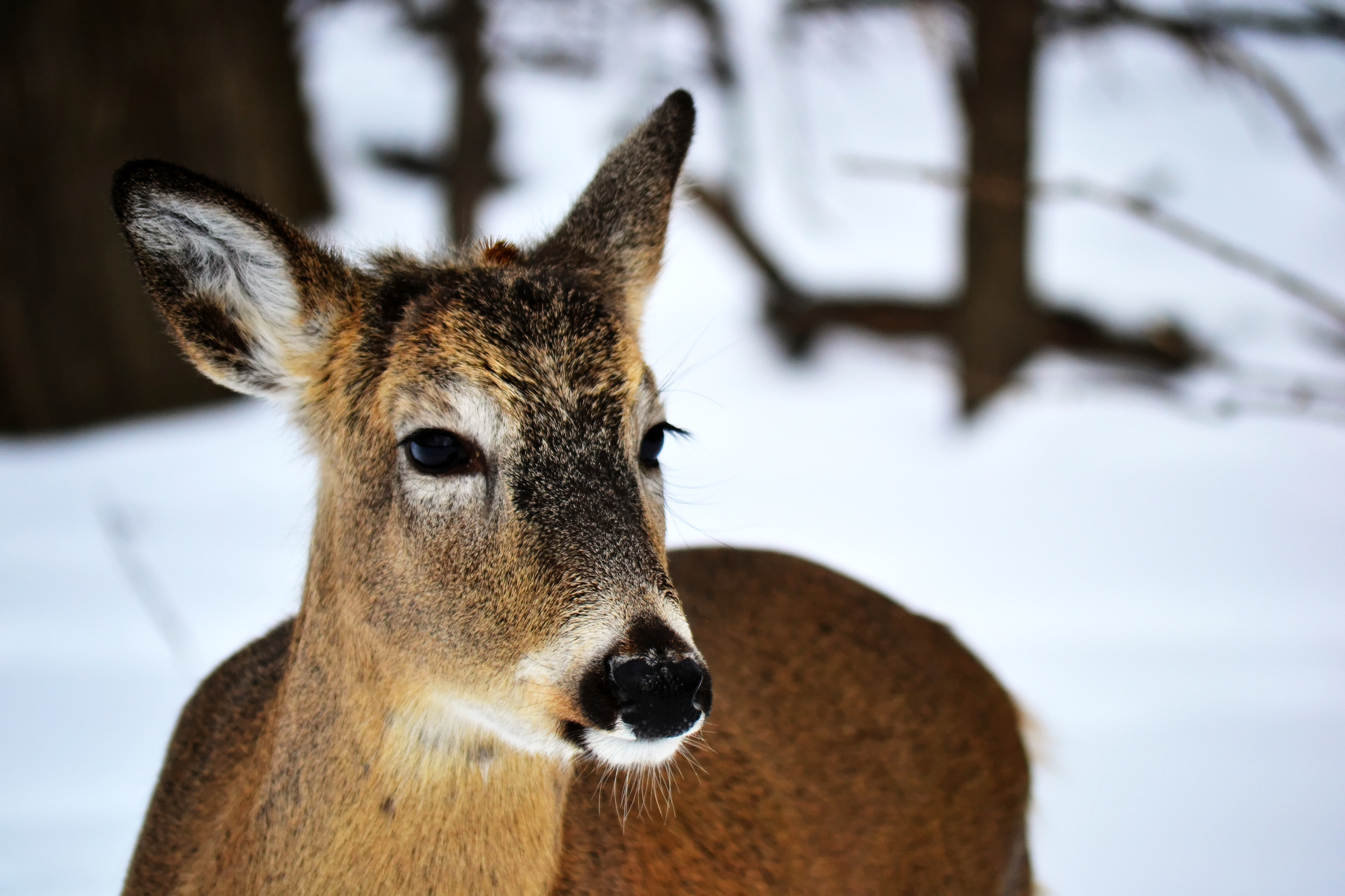 White-tailed Deer. Fort Snelling State Park. St. Paul, MN.