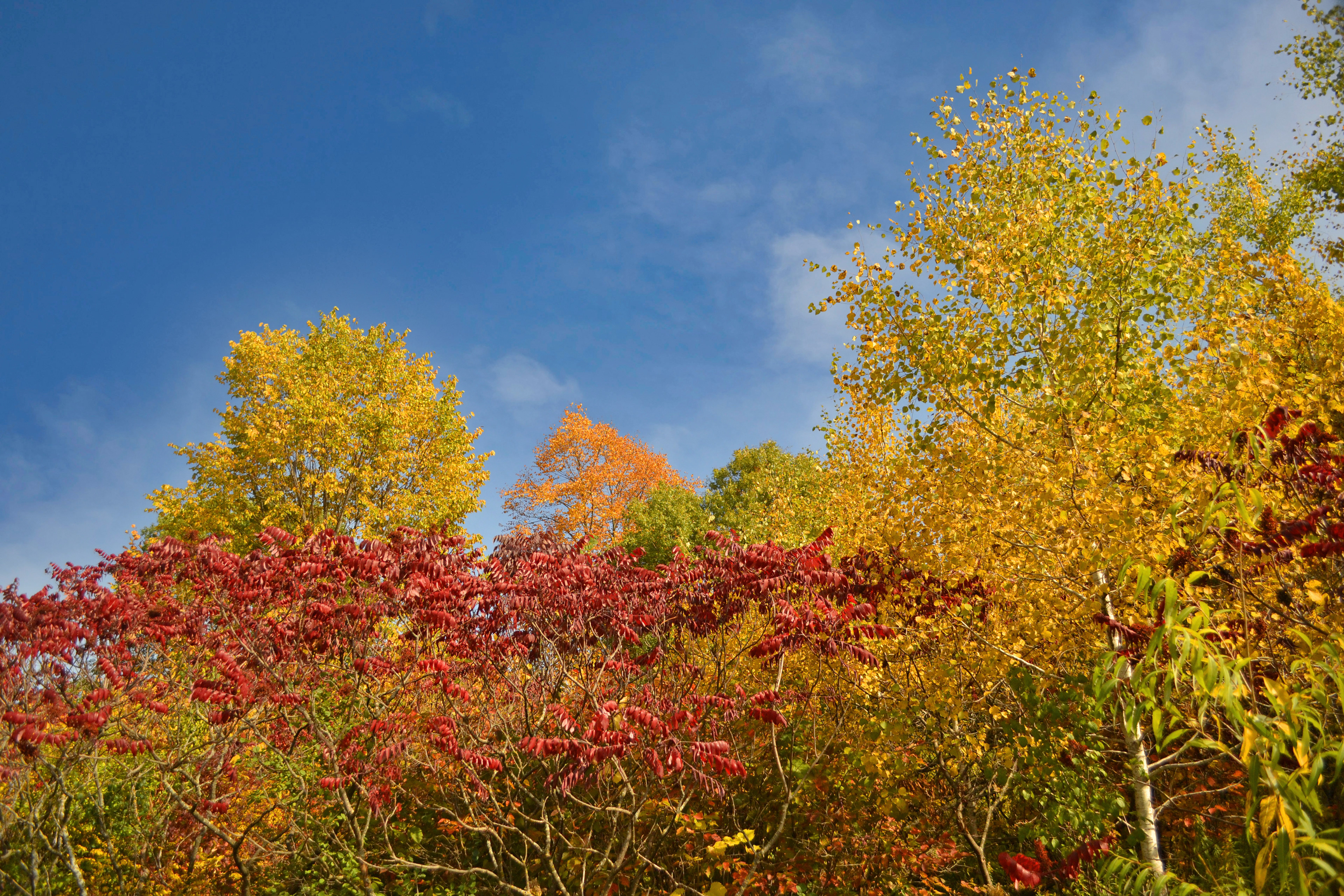 Murphy-Hanrehan Park Reserve