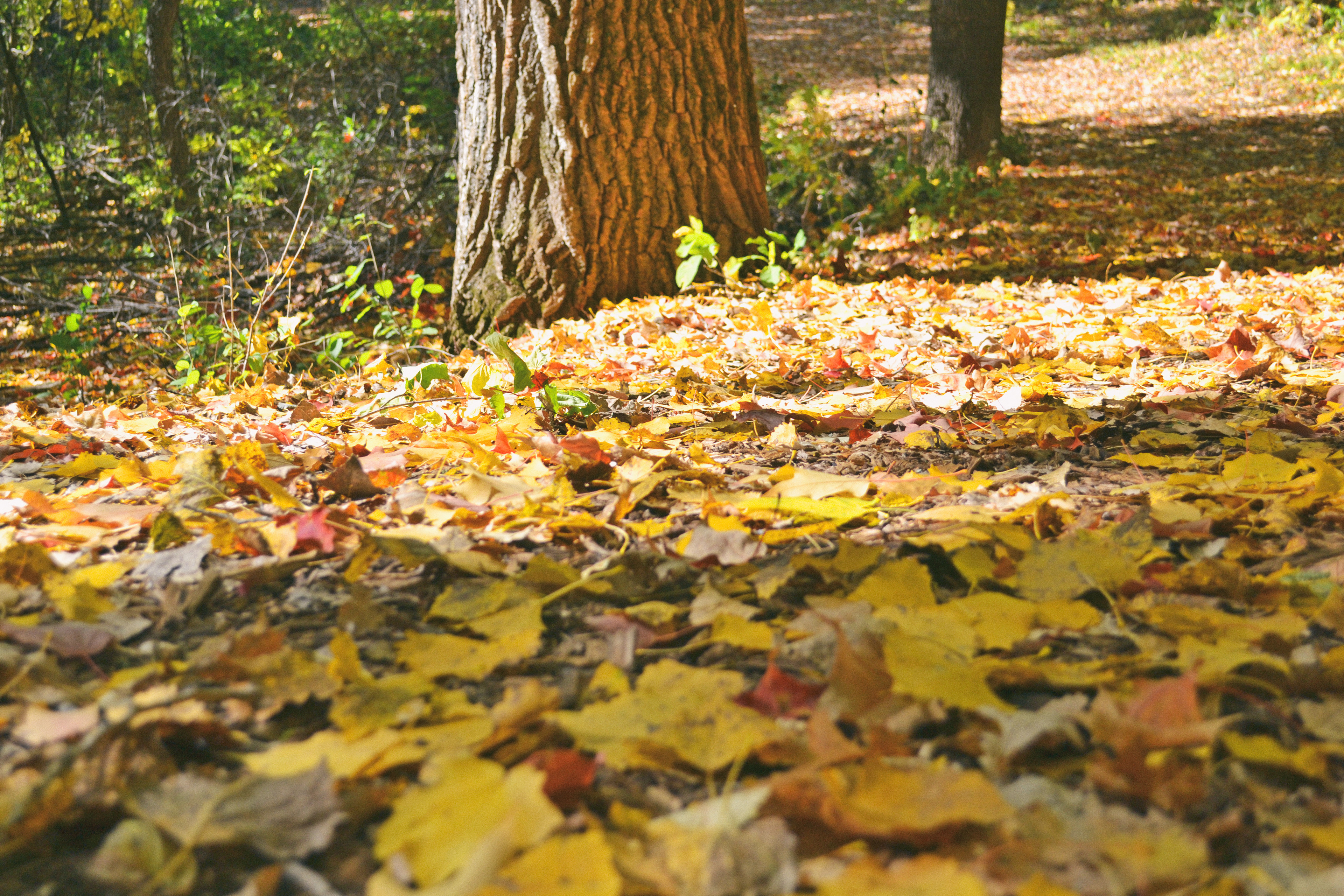 Hyland Lake Park Reserve