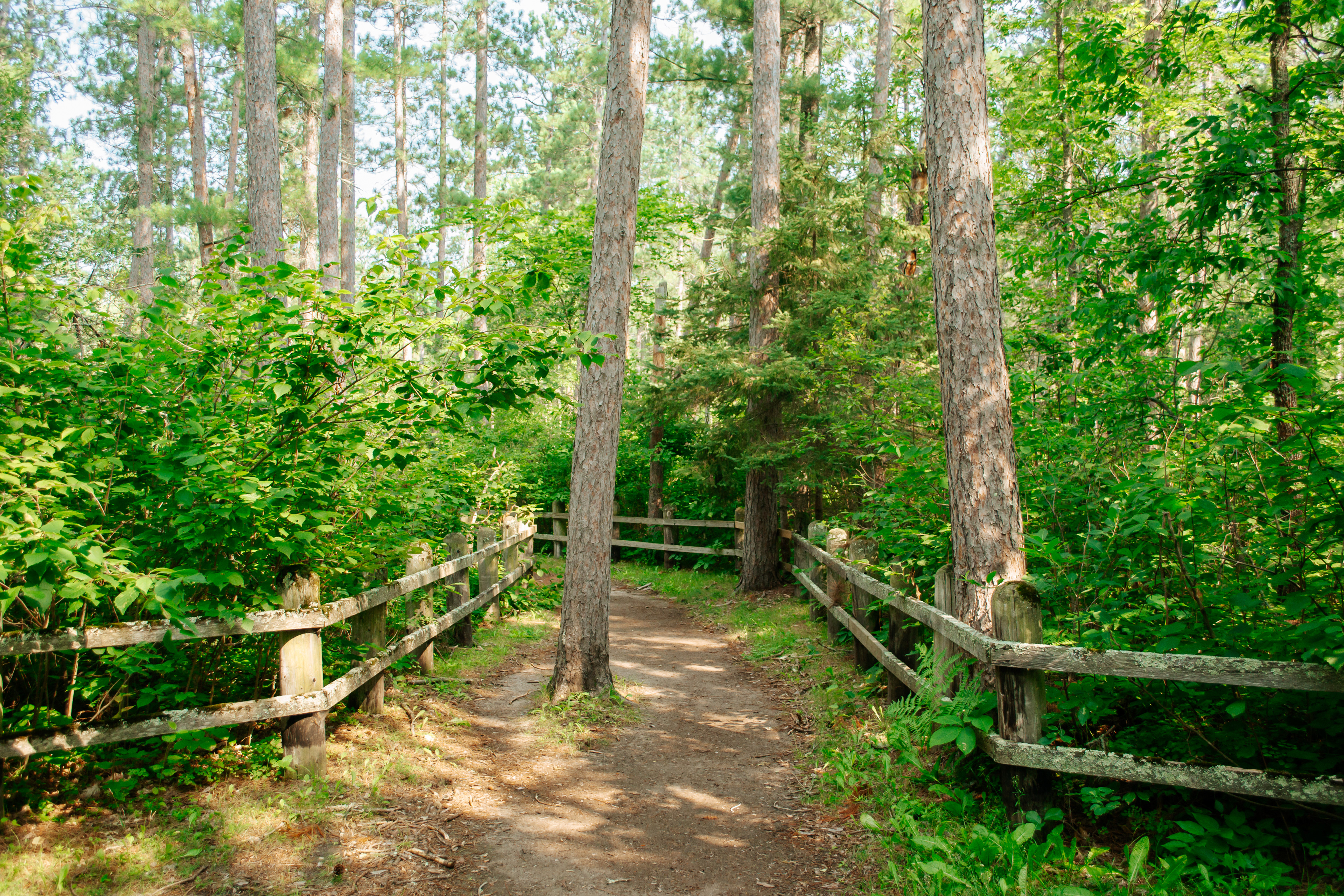 Indian burial mounds in Itasca State Park.