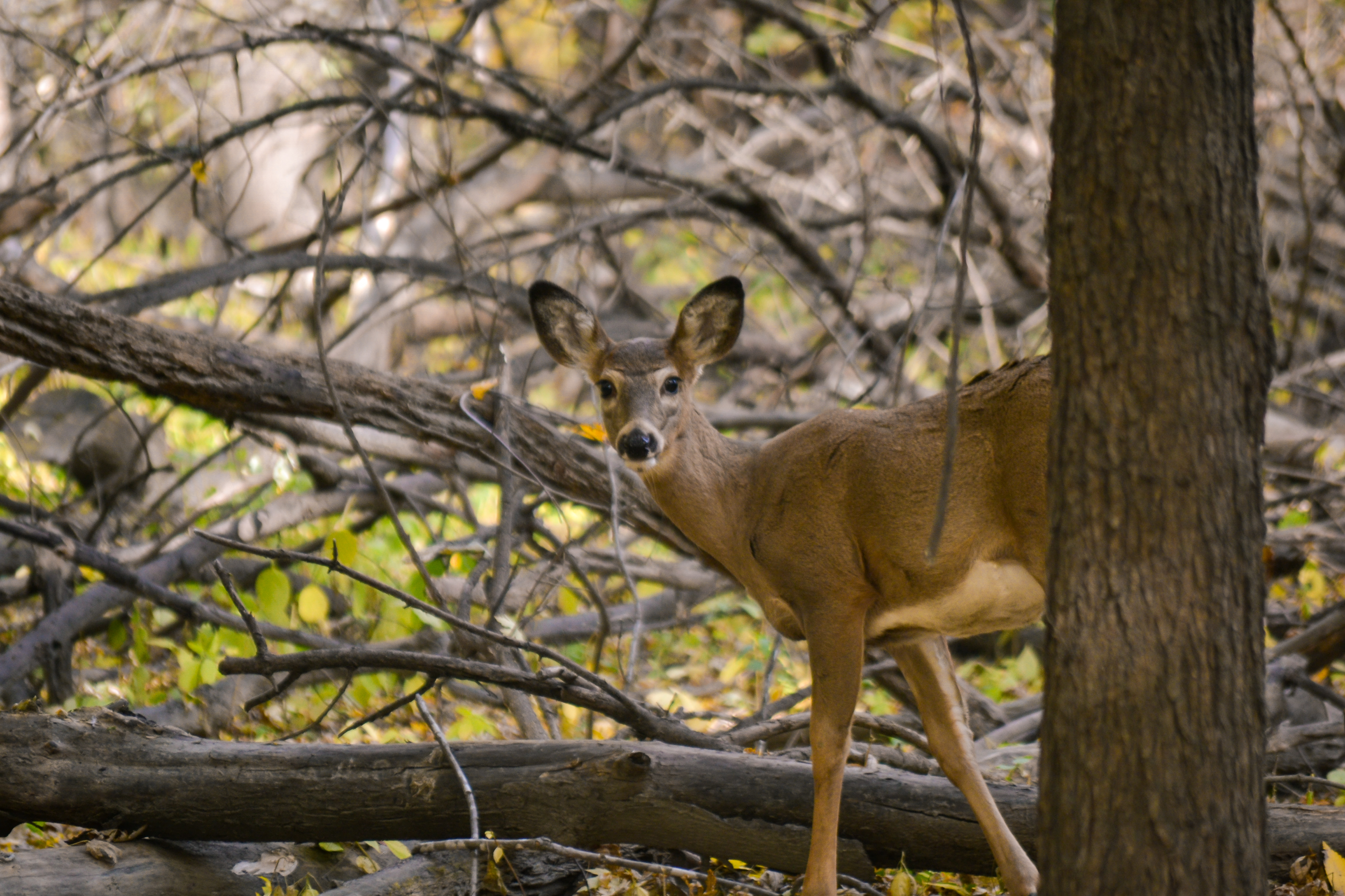 White-tailed Deer at Fort Snelling State Park.