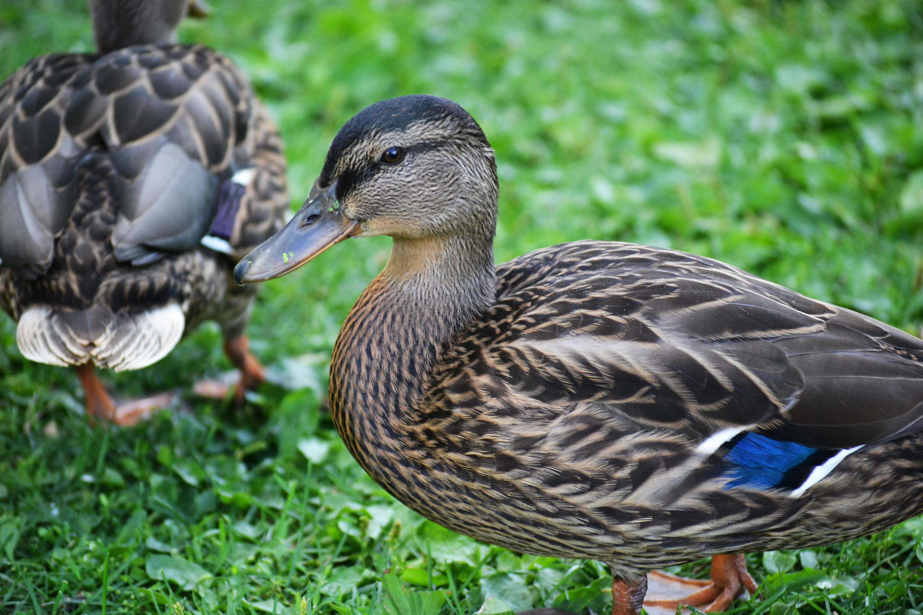 Mallards in Loring Park. Minneapolis, MN.