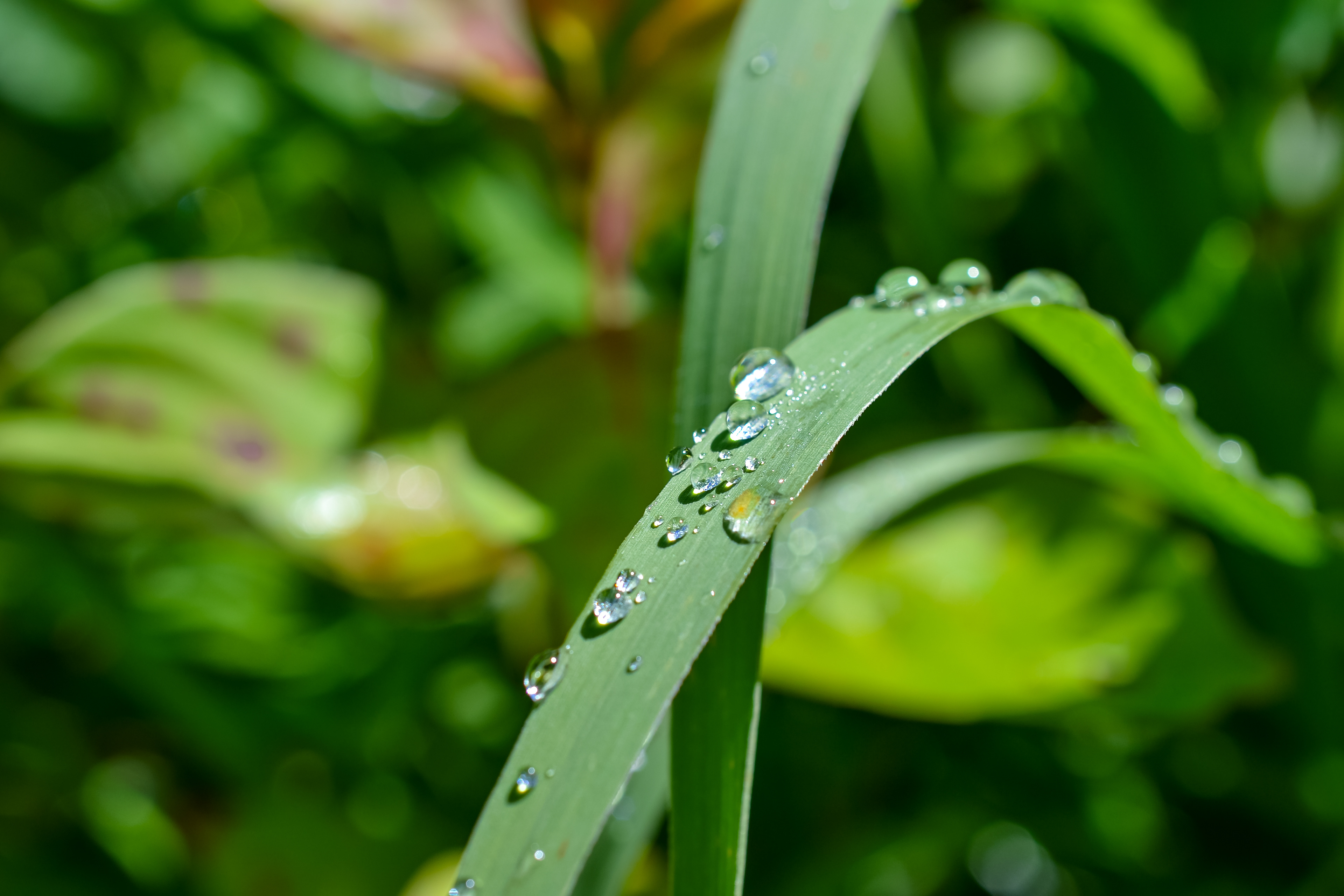 Doyle-Kennefick Regional Park