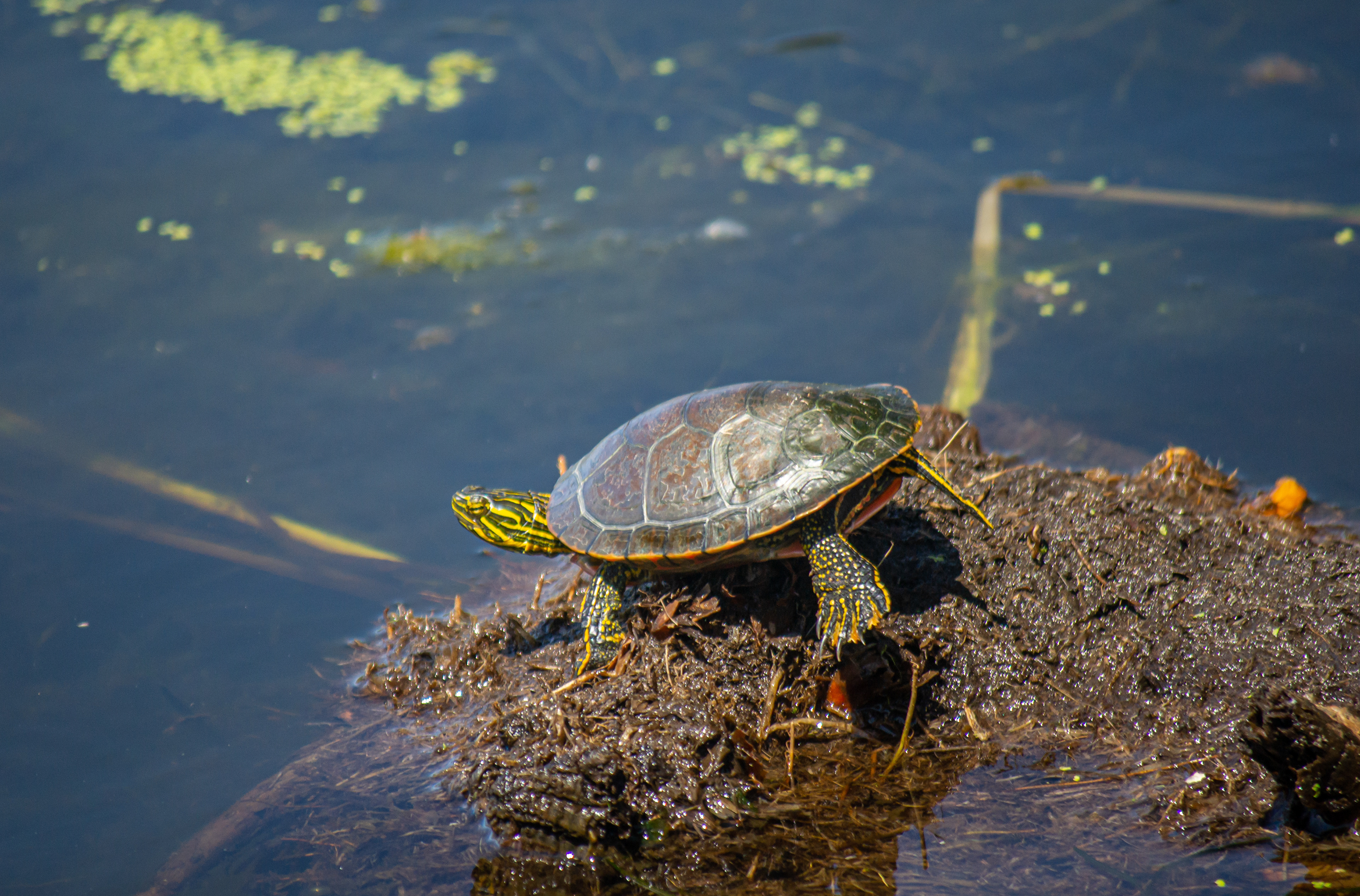 Painted Turtle. Wood Lake Nature Center. Richfield, MN.