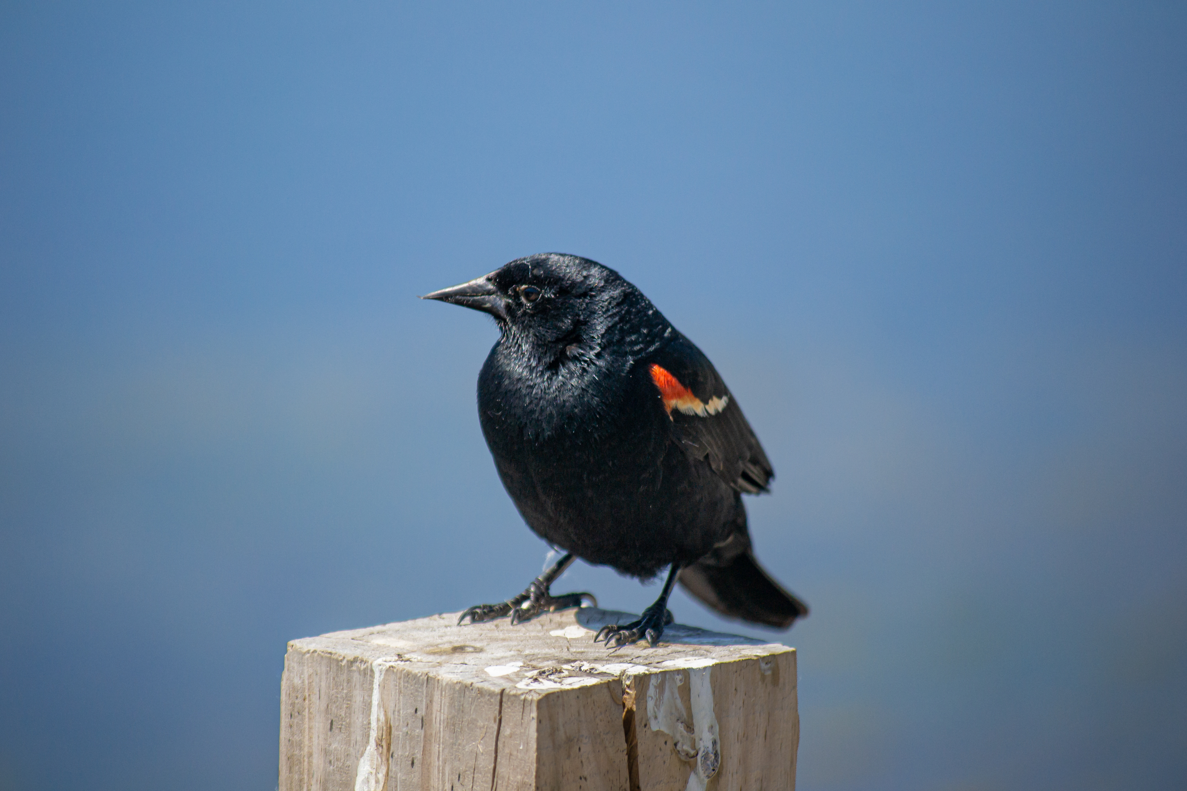 Red-winged Blackbird. Wood Lake Nature Center. Richfield, MN..