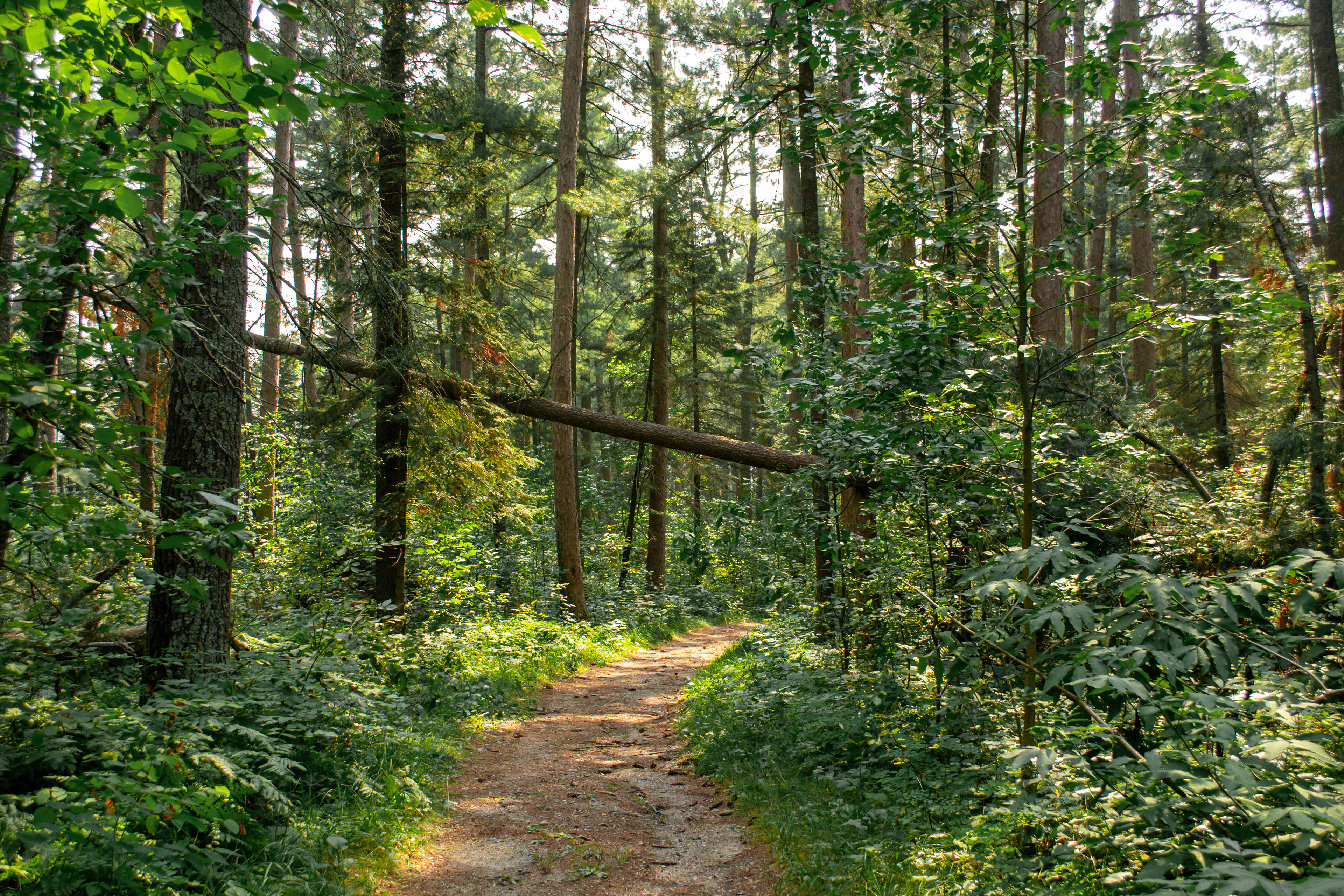 Itasca State Park.