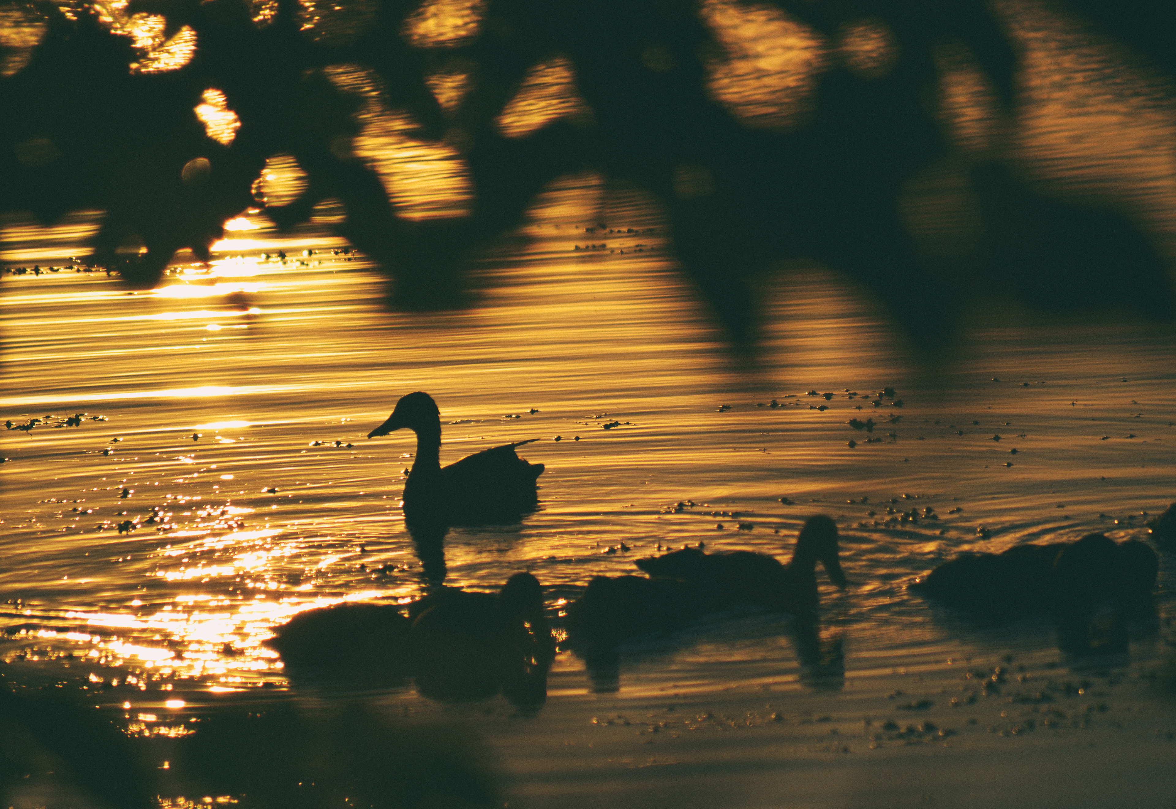 Cleary Lake Regional Park