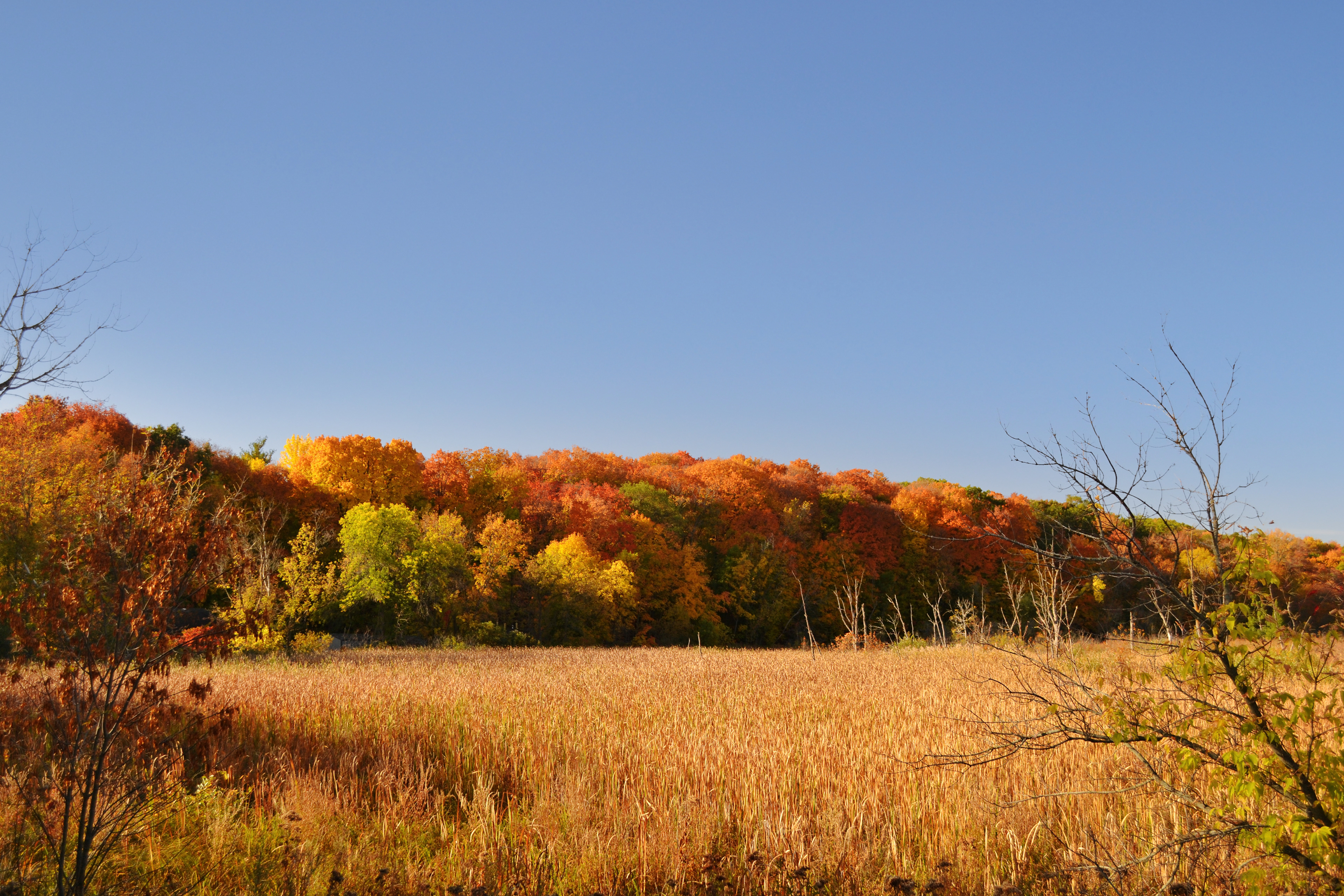 Minnesota Landscape Arboretum