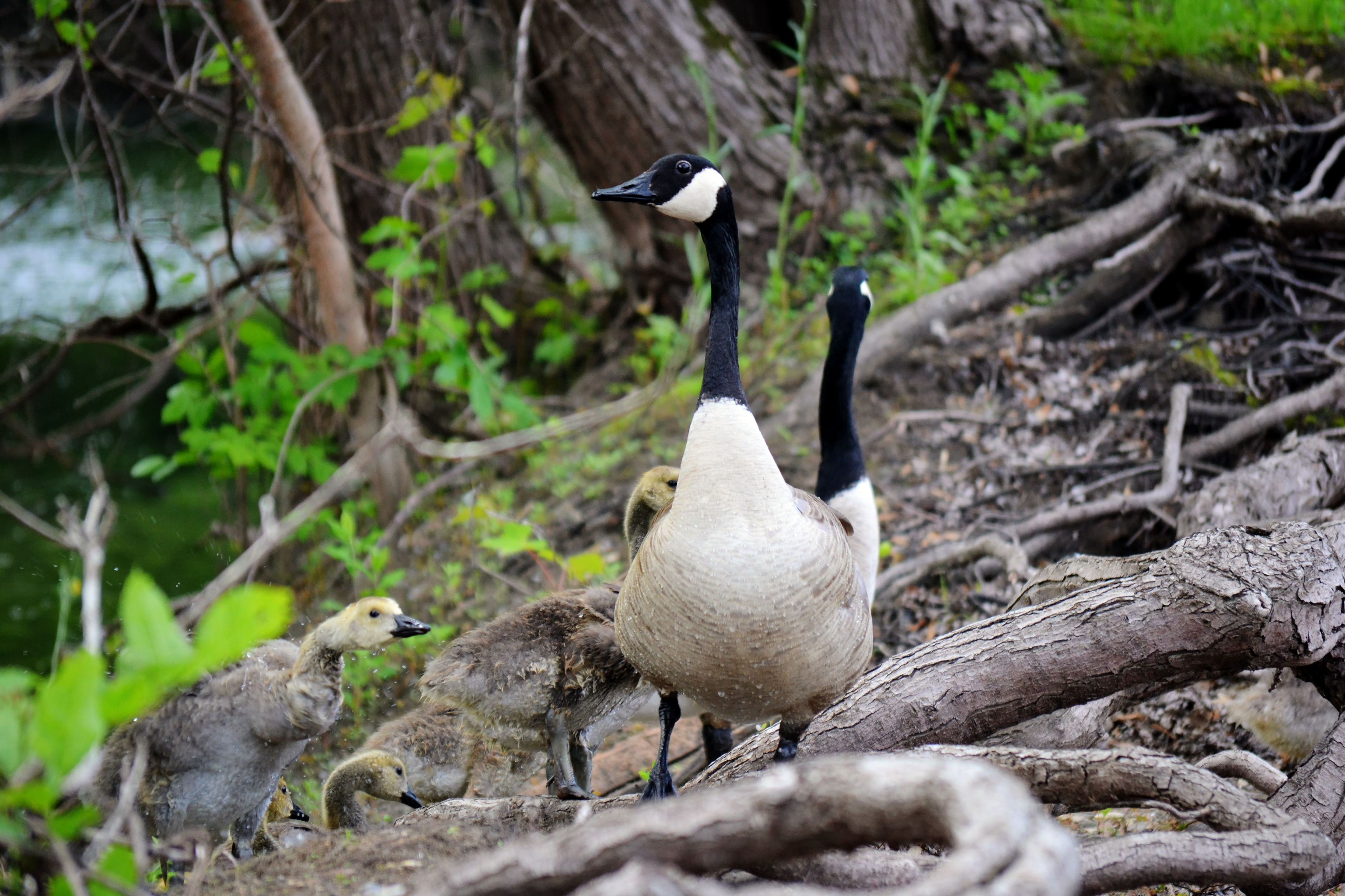 Canada Geese and goslings. Fort Snelling State Park. St. Paul, MN.