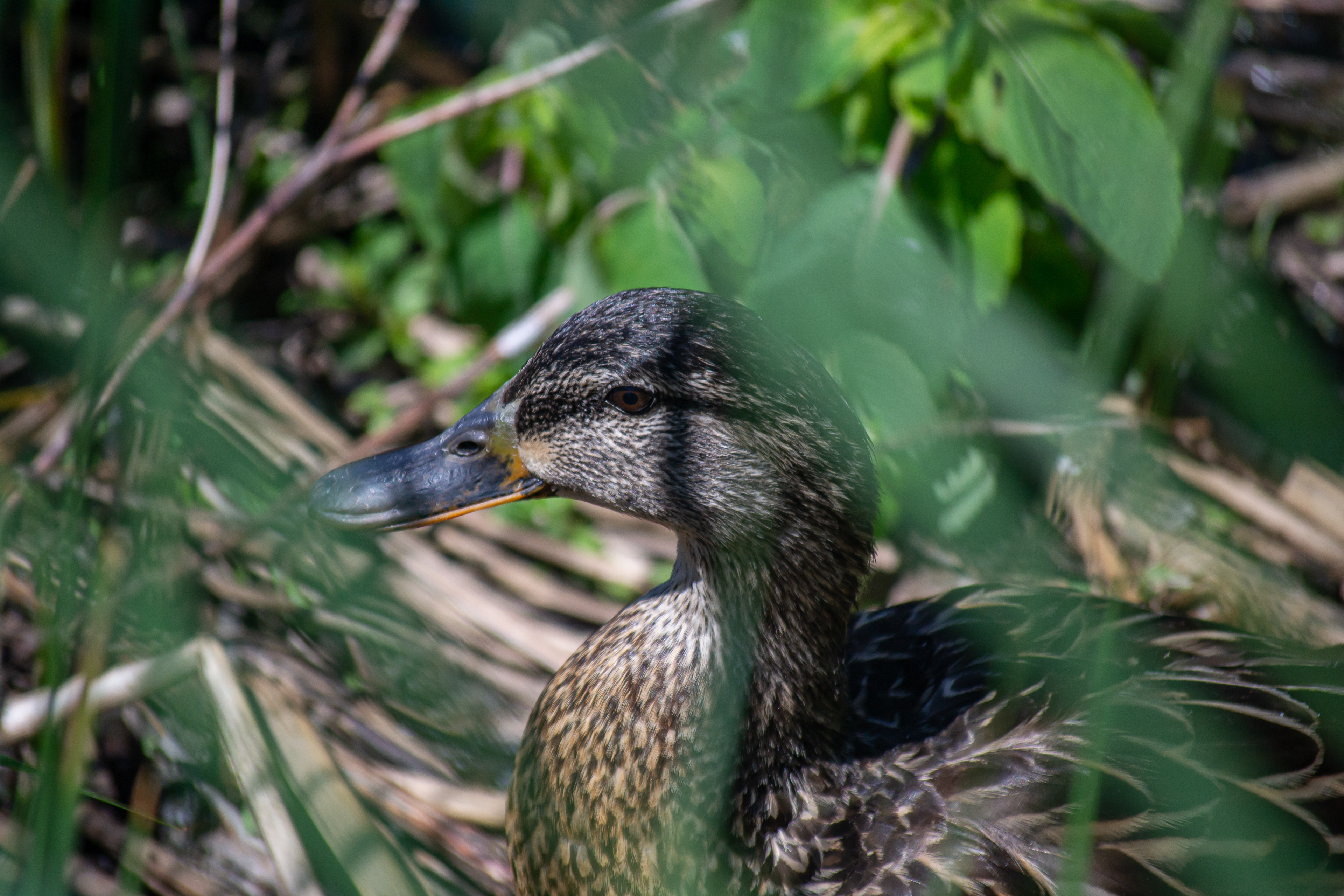 Female Mallard at Wood Lake Nature Center. Richfield, MN.