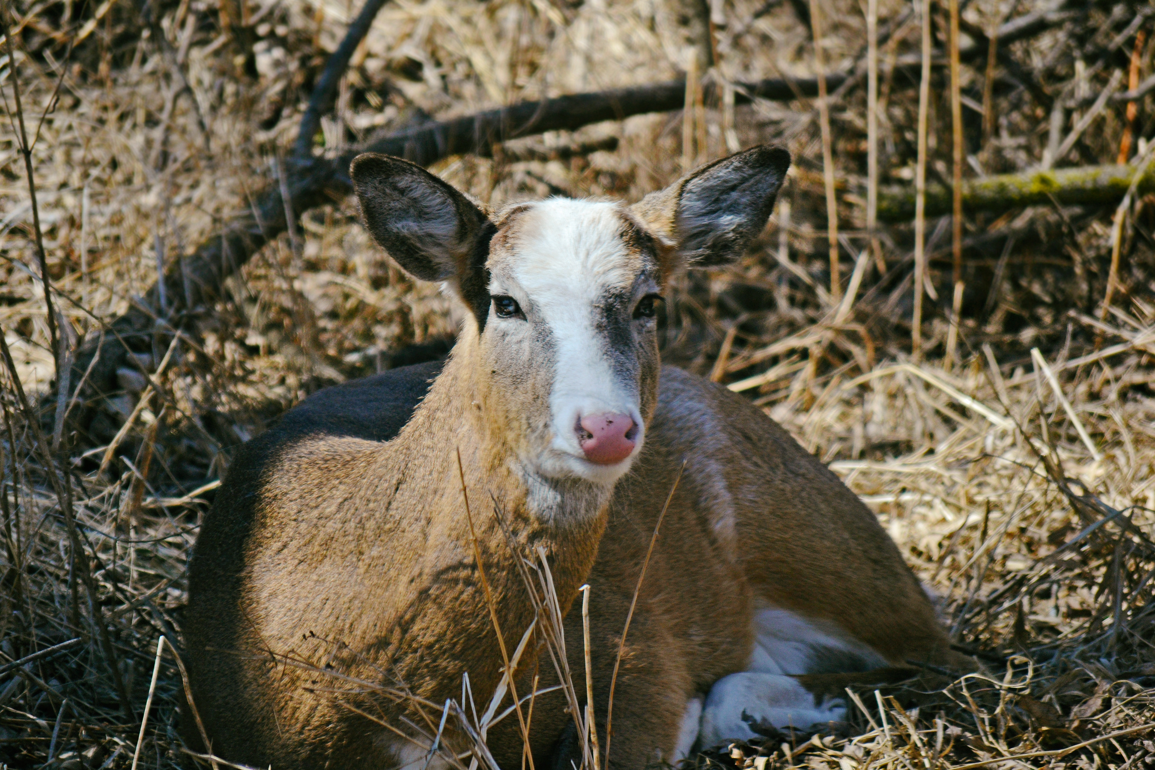 Piebald White-tailed Deer. Fort Snelling State Park. St. Paul, MN.