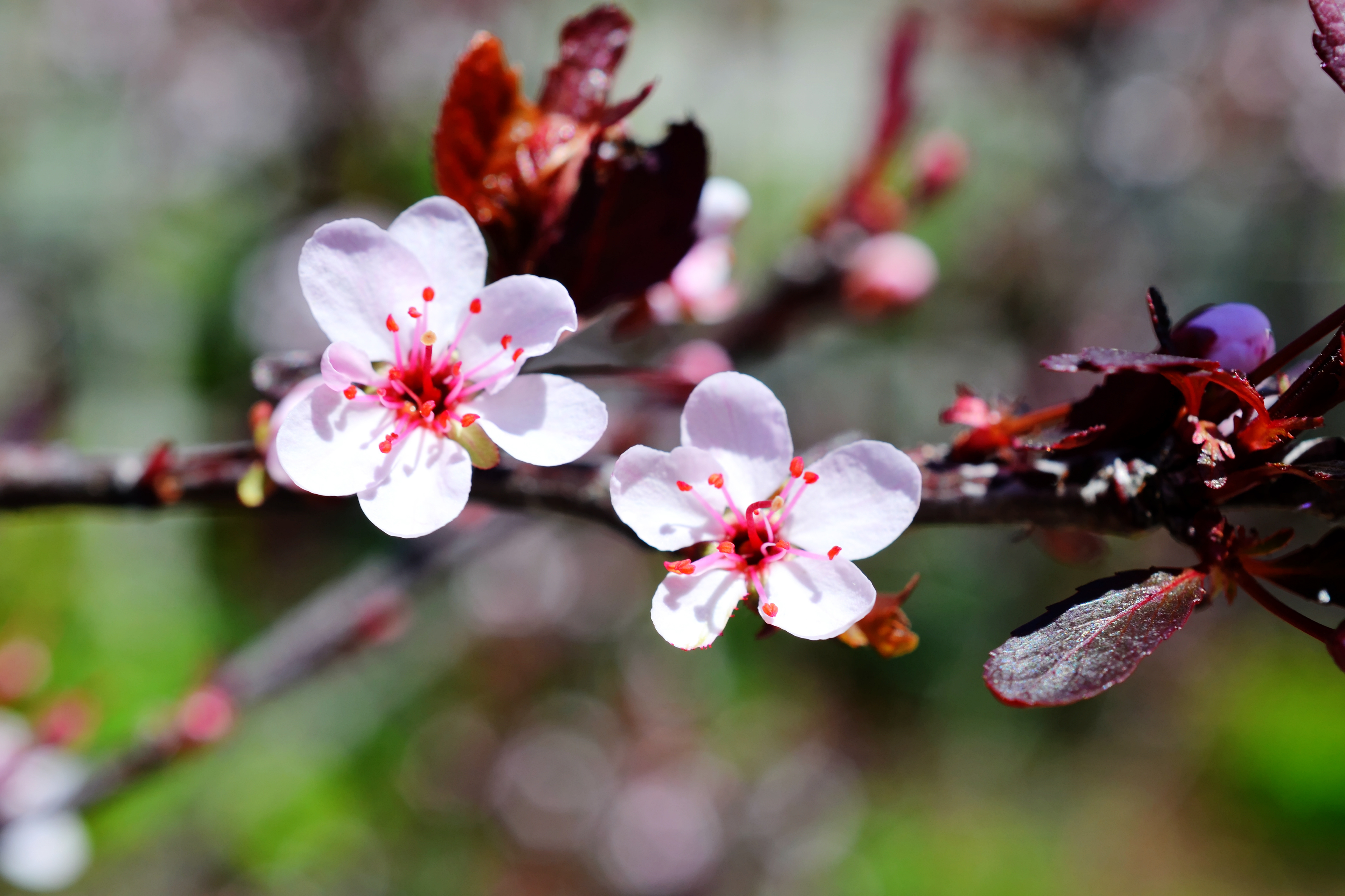 Minnesota Landscape Arboretum