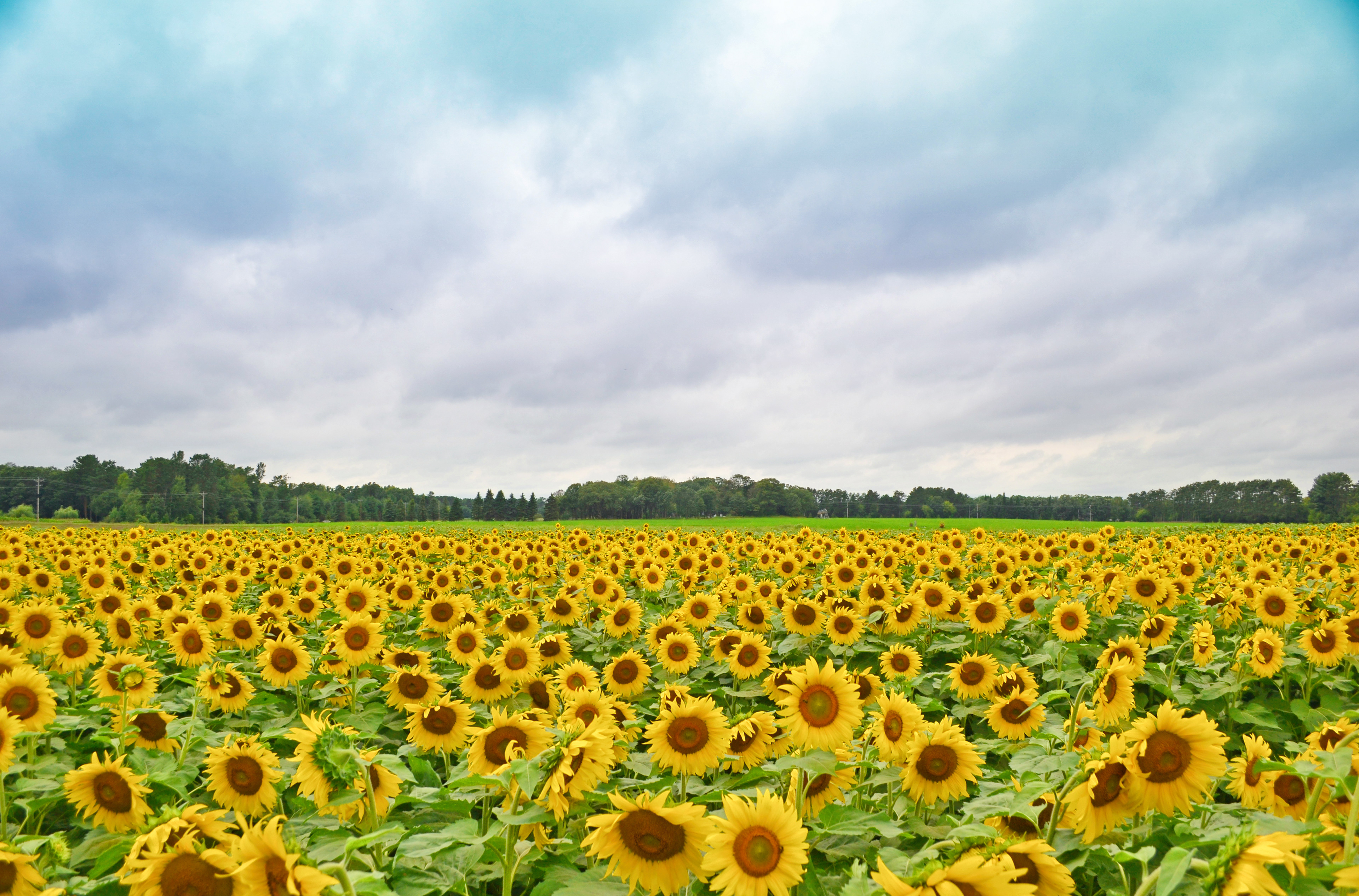 Sunflowers in Isanti.