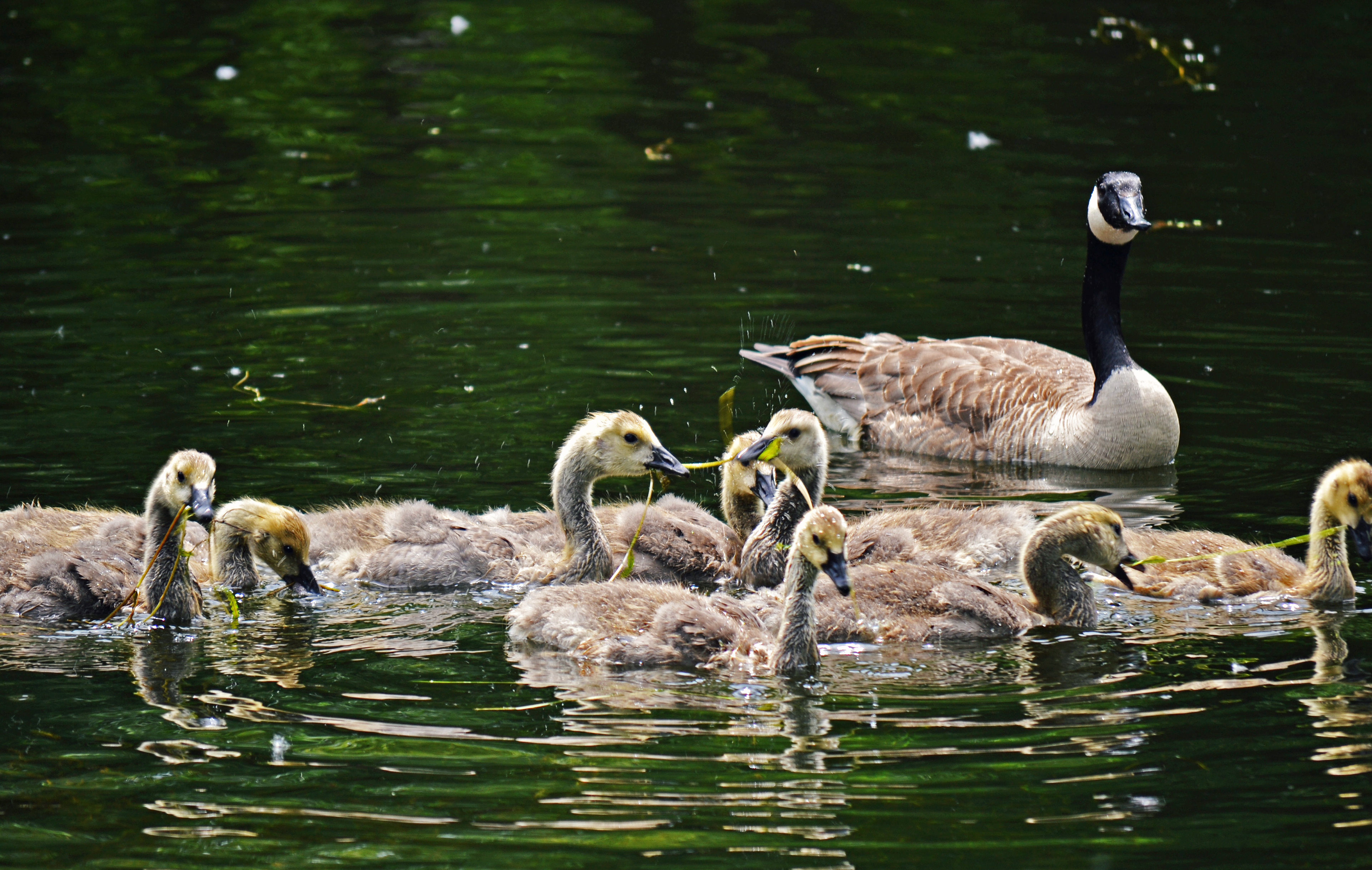 Canada Goose goslings. Fort Snelling State Park. St. Paul, MN.