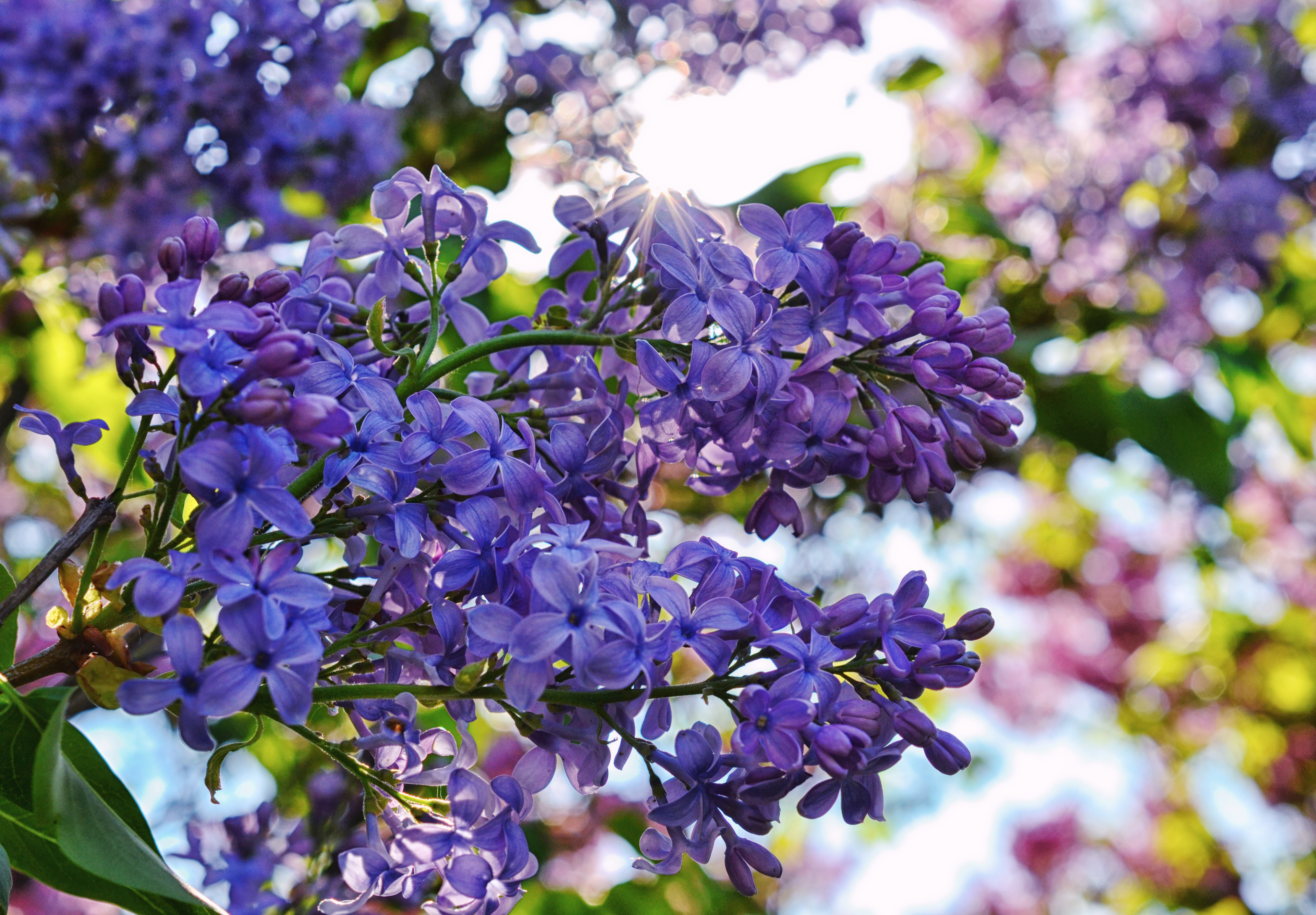 Minnesota Landscape Arboretum
