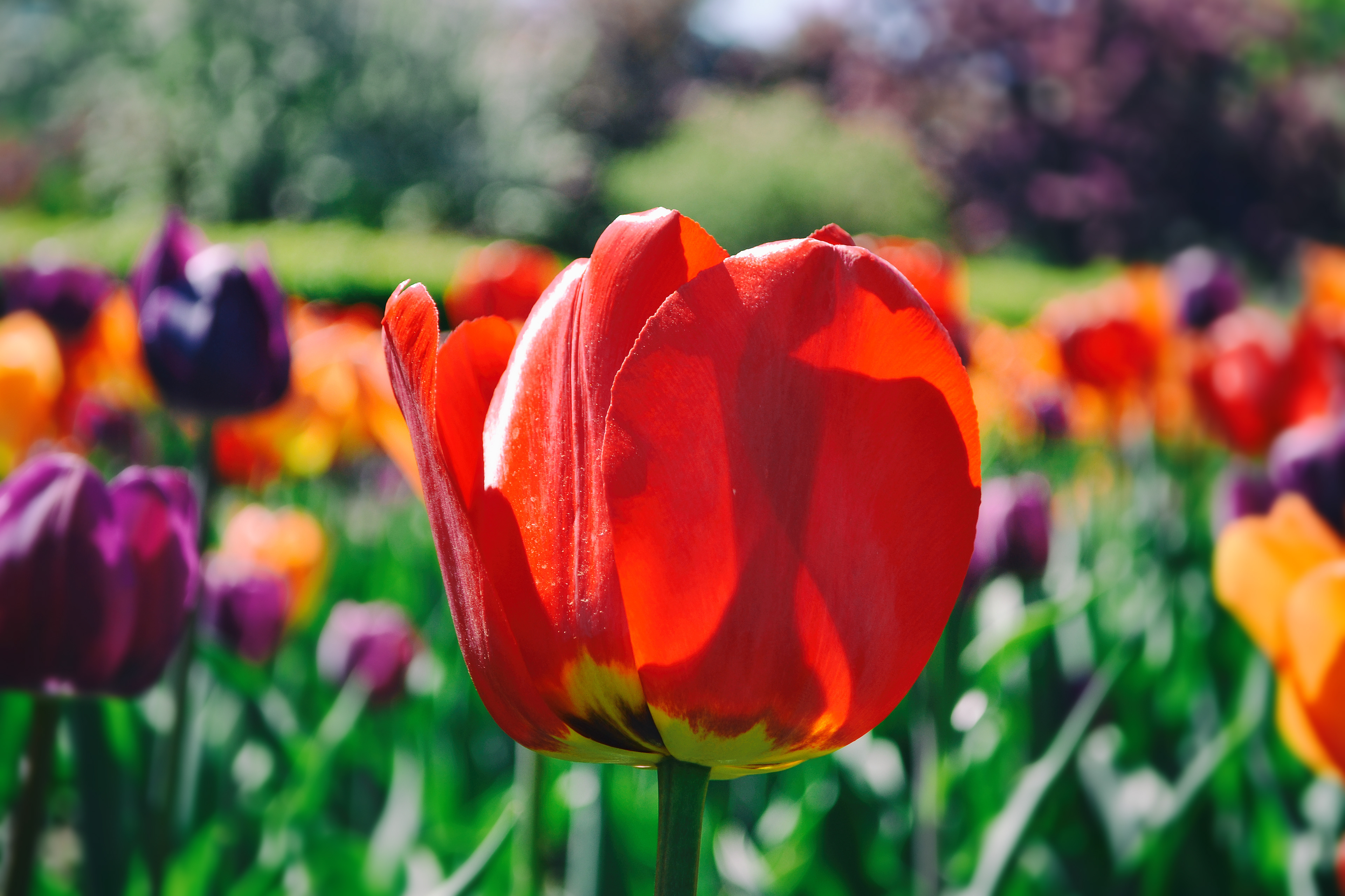 Tulip Garden. Minnesota Landscape Arboretum.