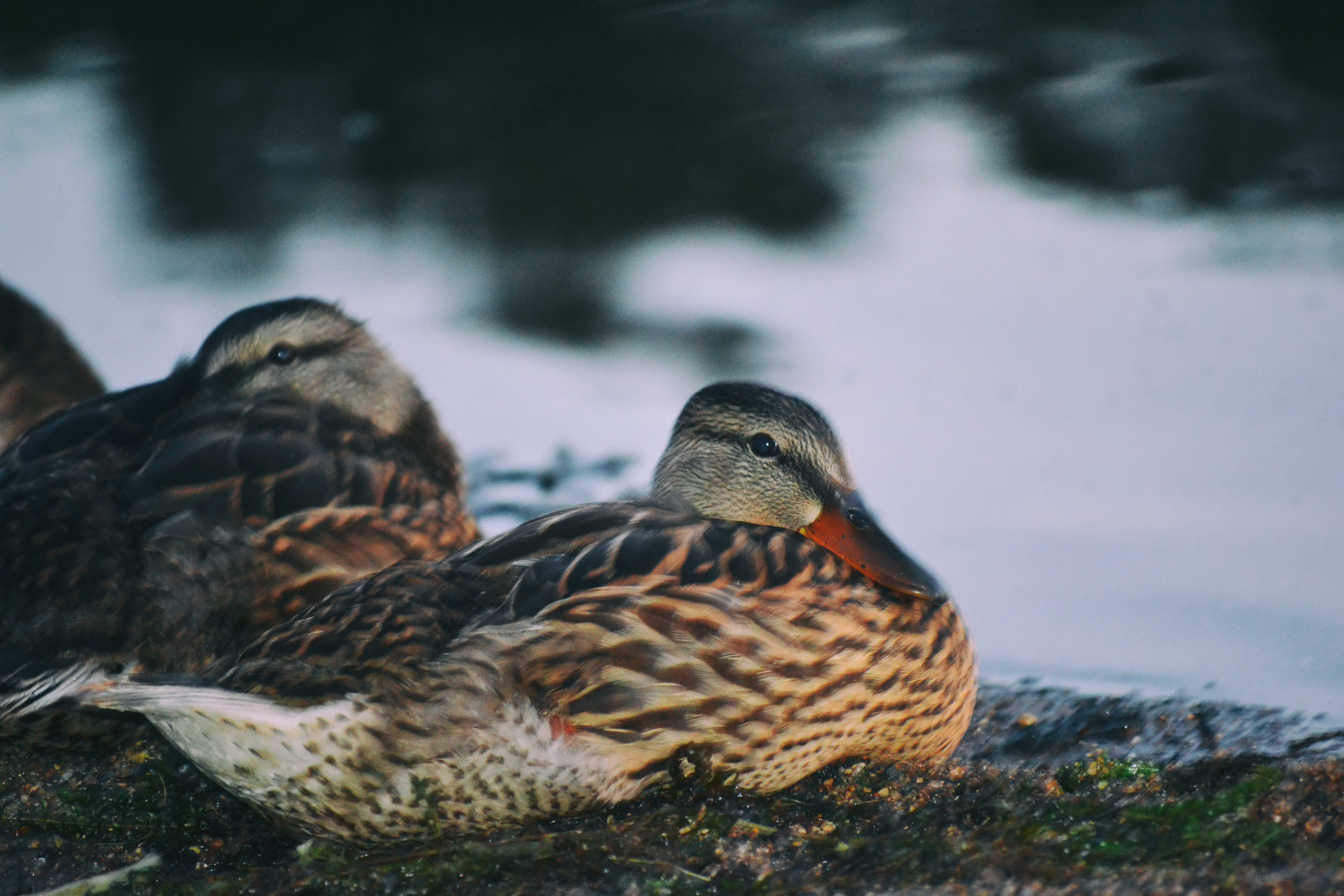 Mallards at Cleary Lake.