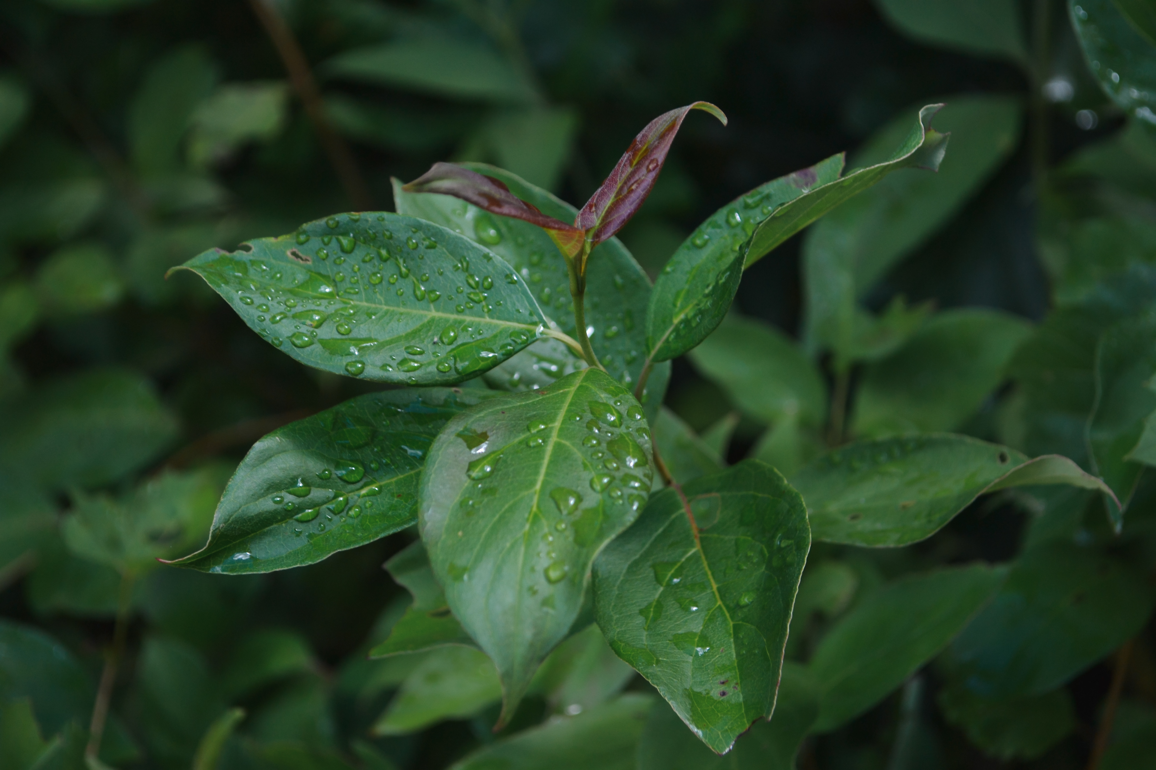 Doyle-Kennefick Regional Park