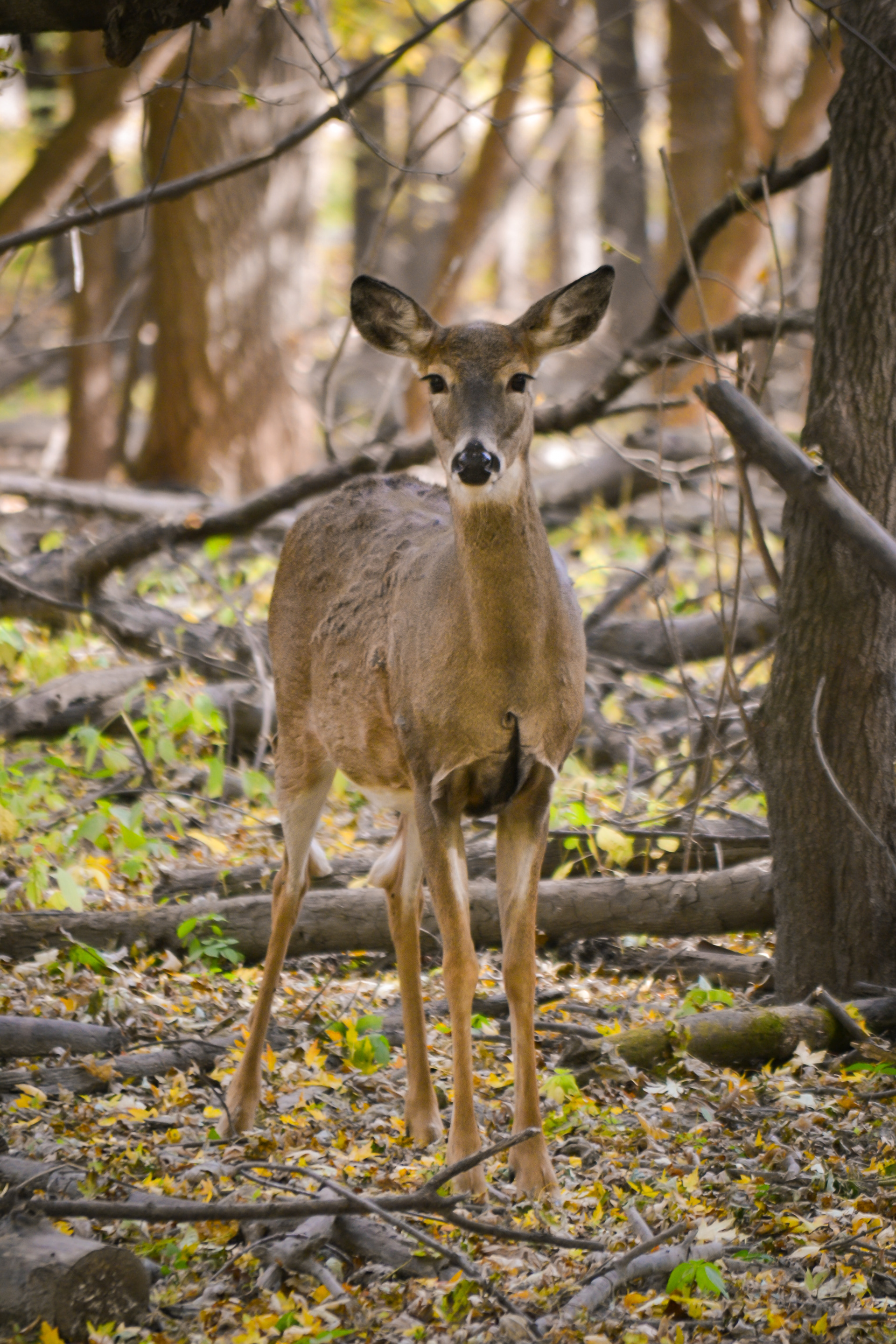 White-tailed Deer at Fort Snelling State Park.