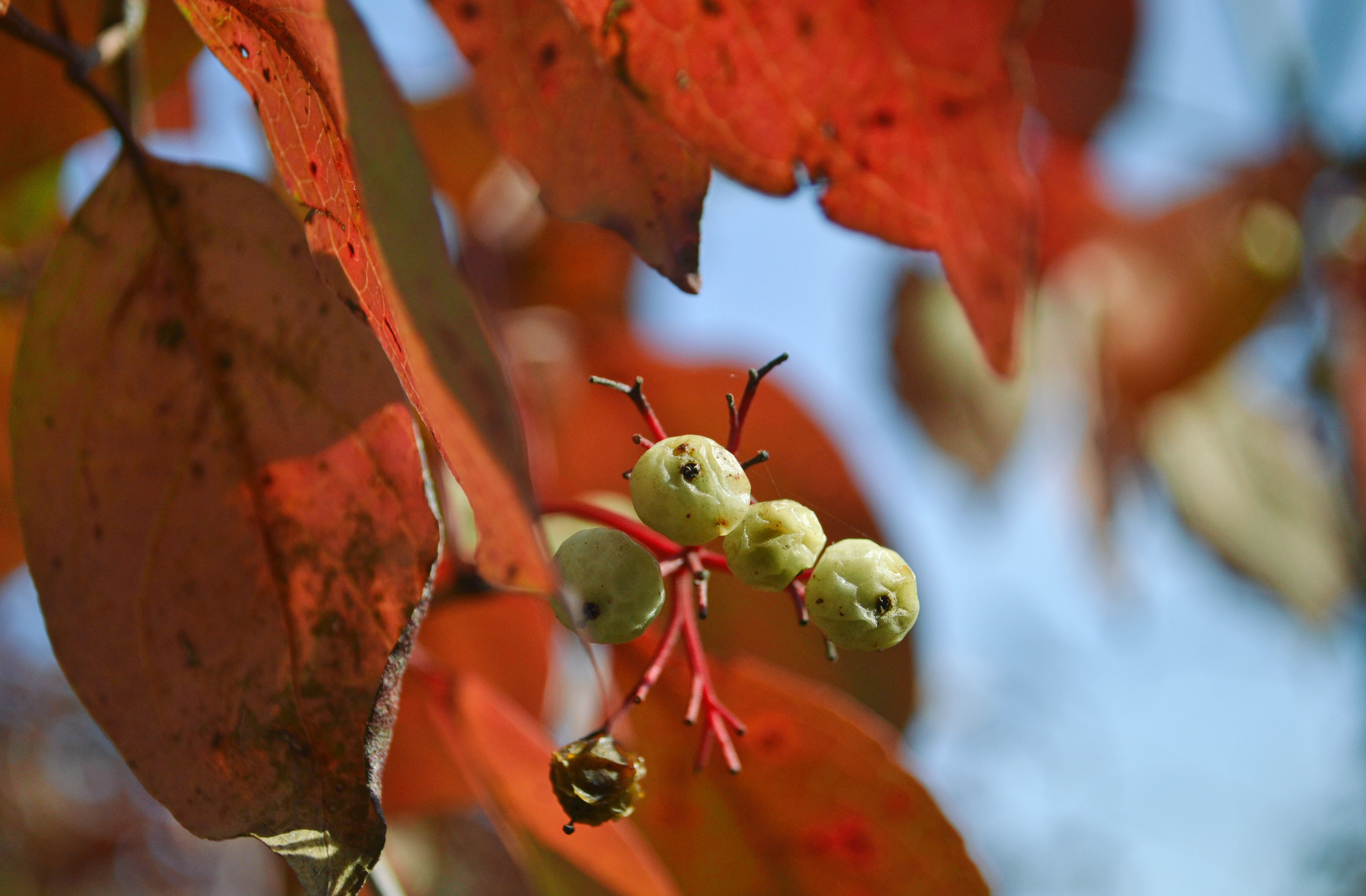 Murphy-Hanrehan Park Reserve