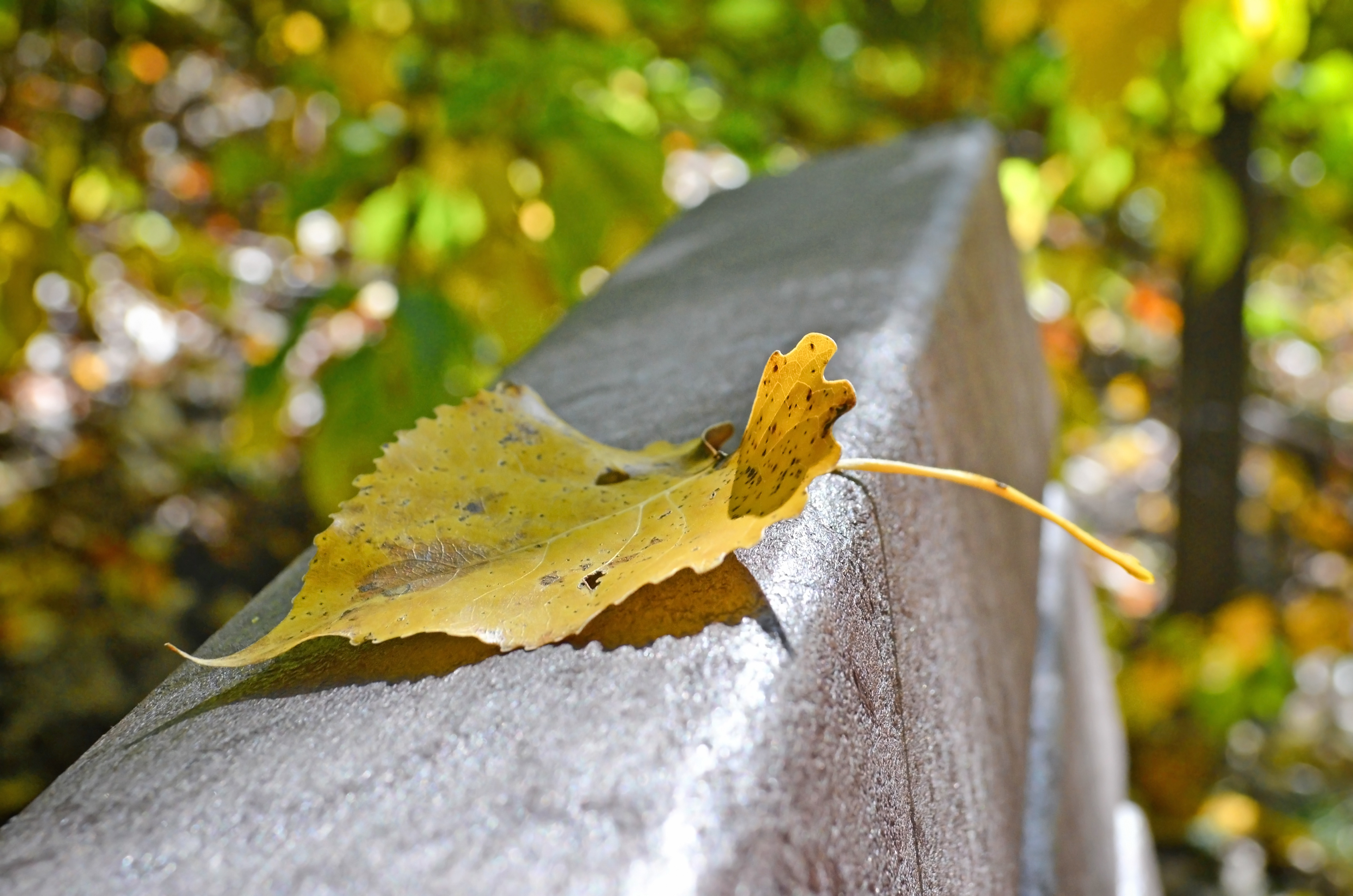 Hyland Lake Park Reserve