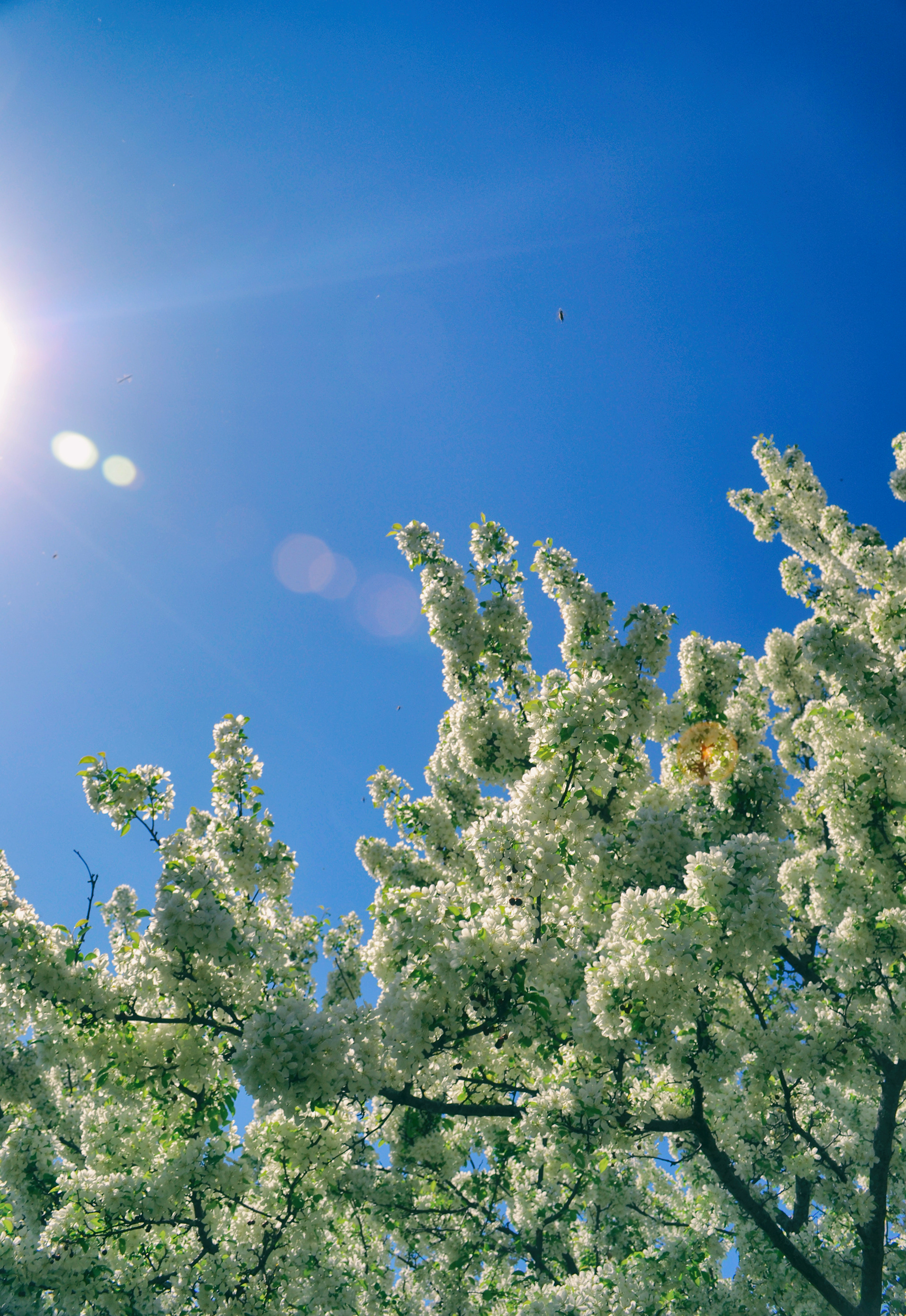 Minnesota Landscape Arboretum