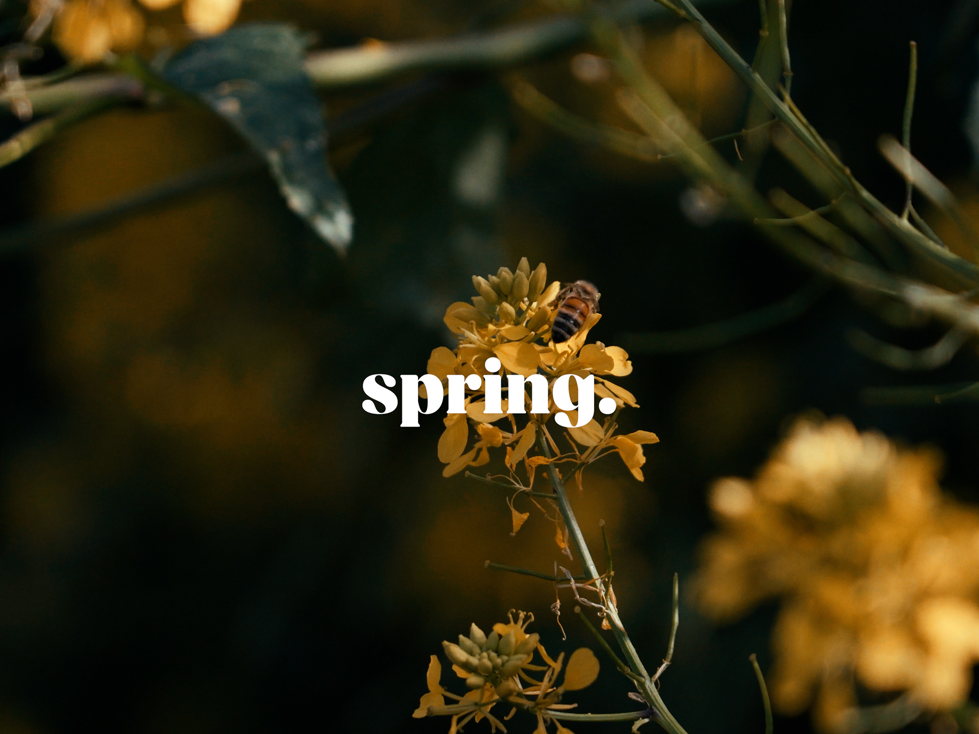 A short about how spring looks through my eyes.