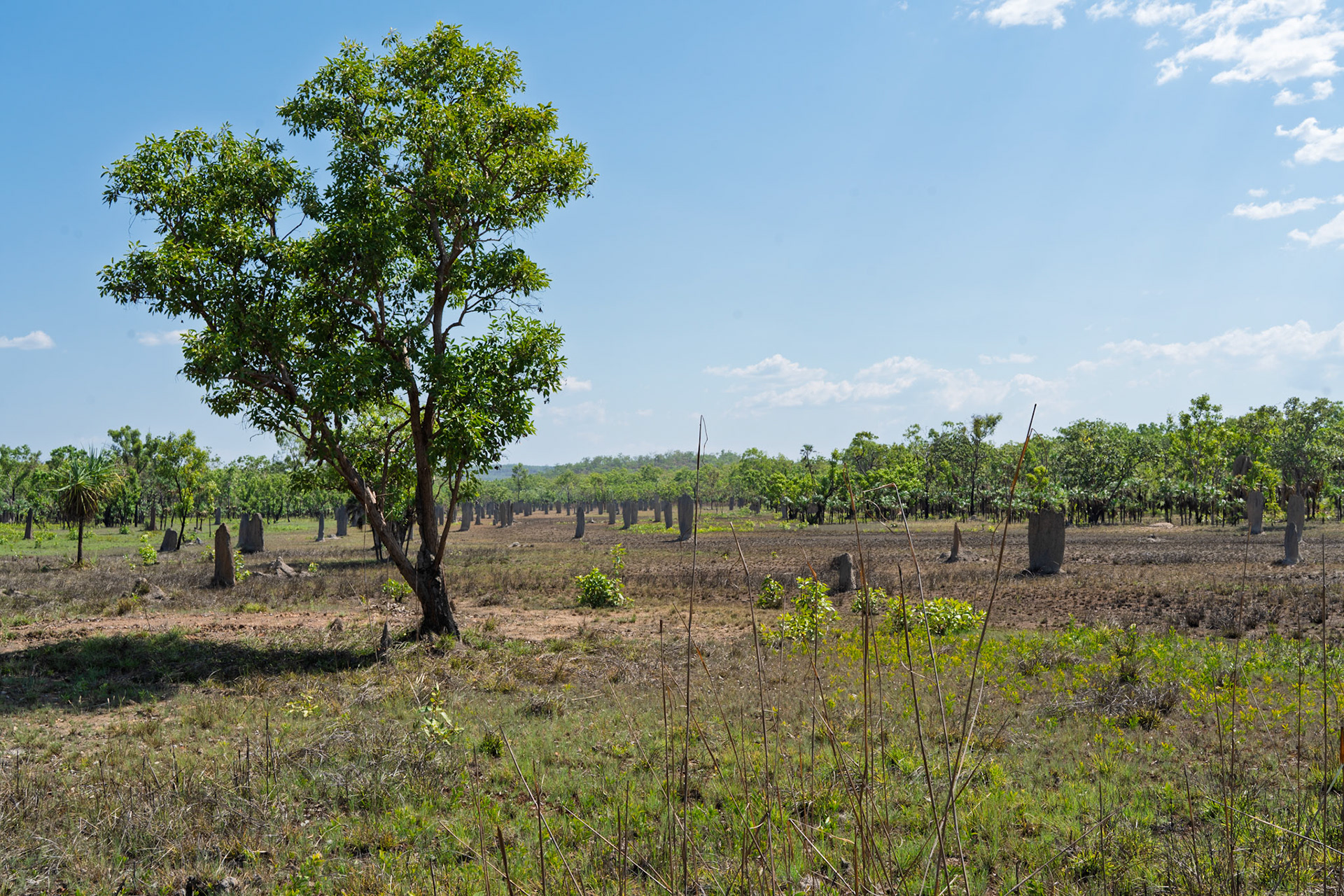 Magnetic termite mounds