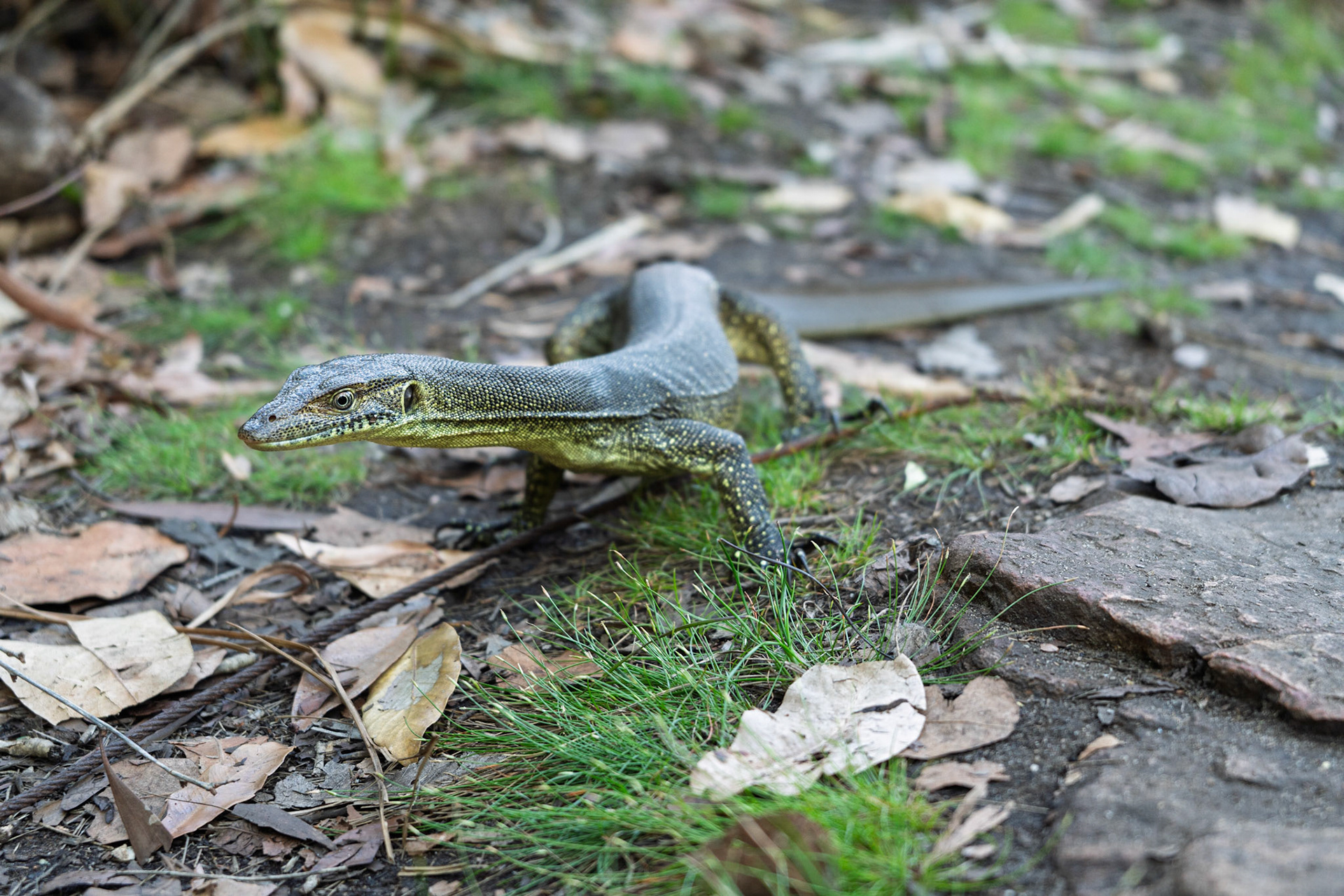 Mertens' water monitor