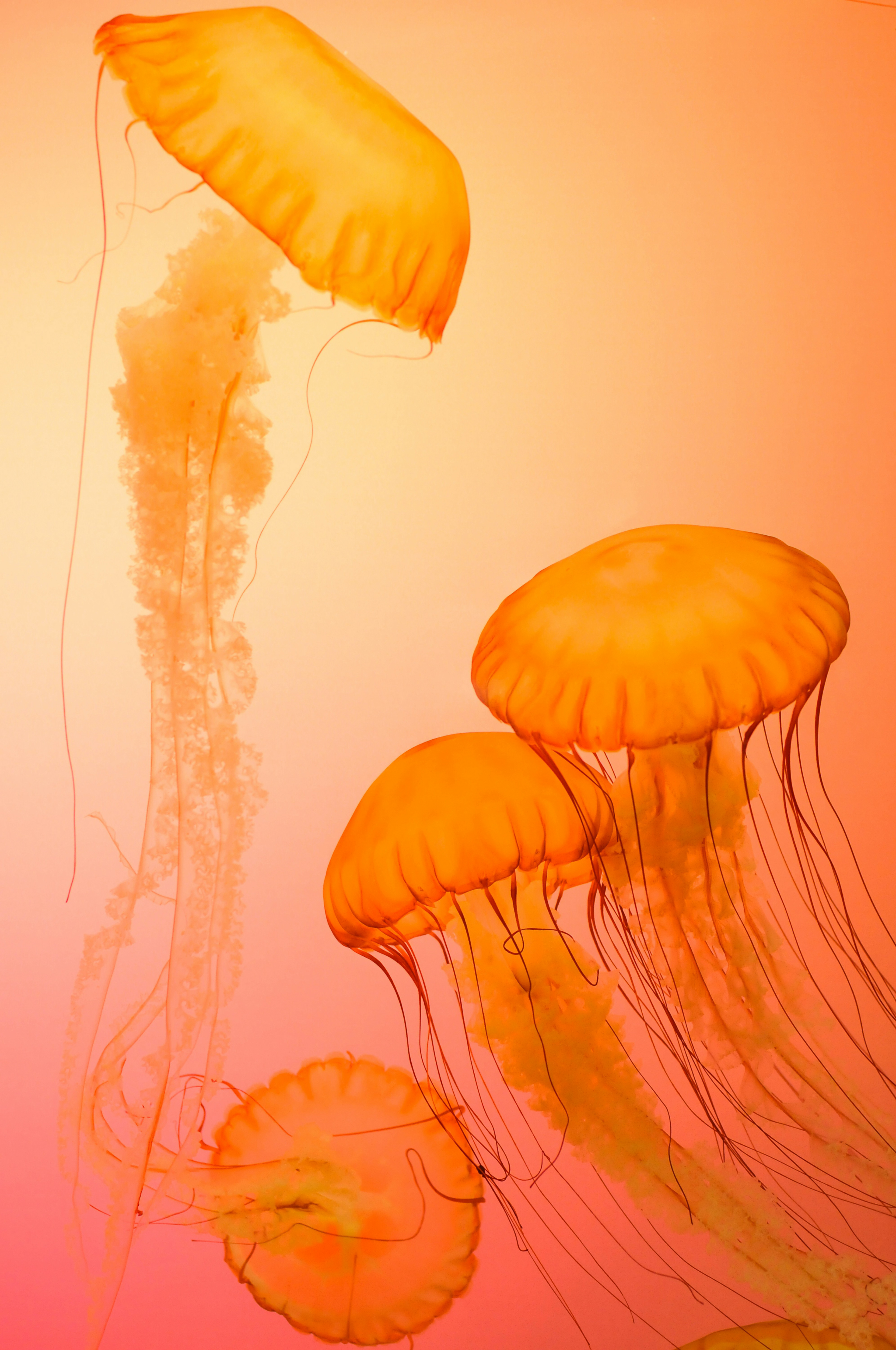 Jellyfish inspiration picture from Unsplash