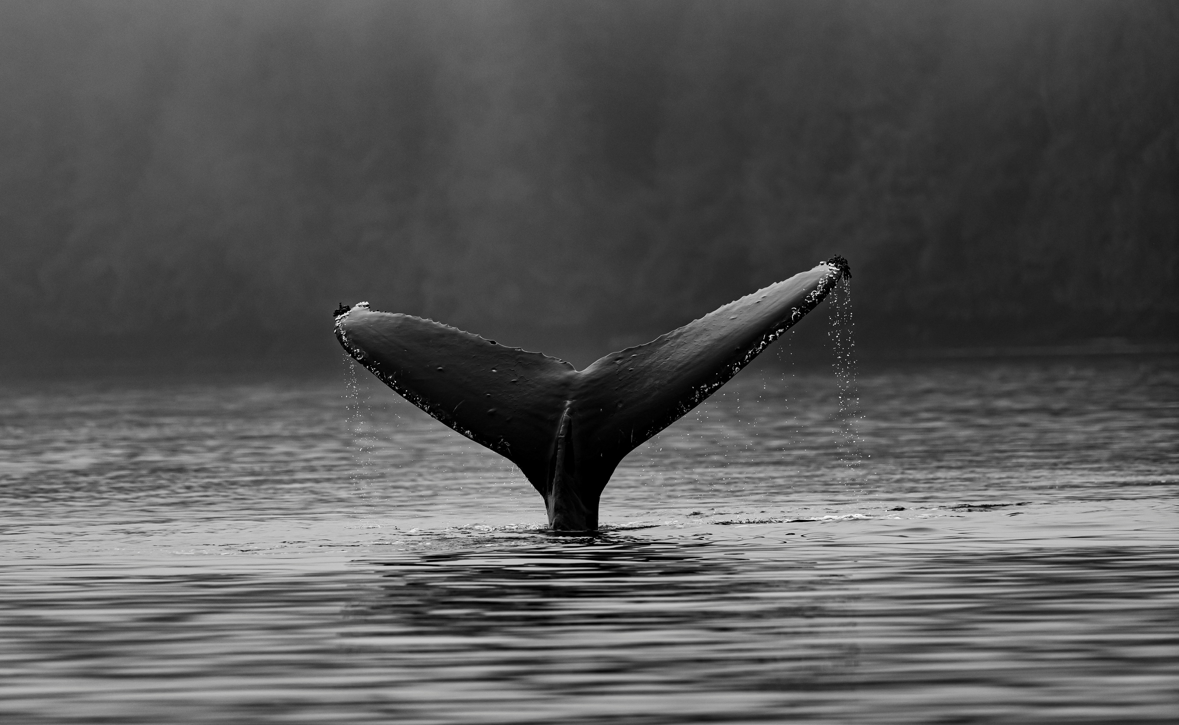 Whale Fluke inspiration picture from Unsplash