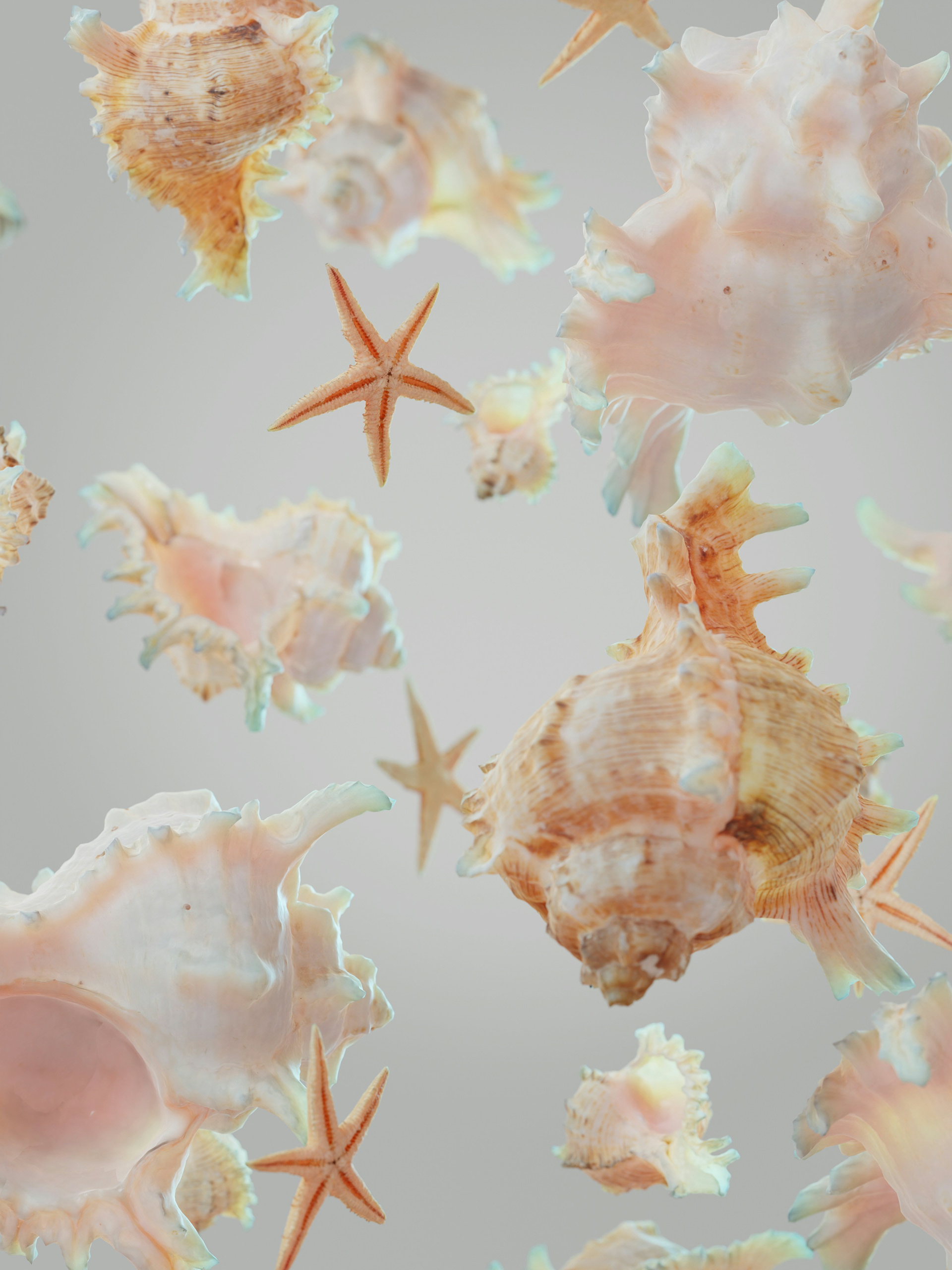 Seashells inspiration picture from Unsplash