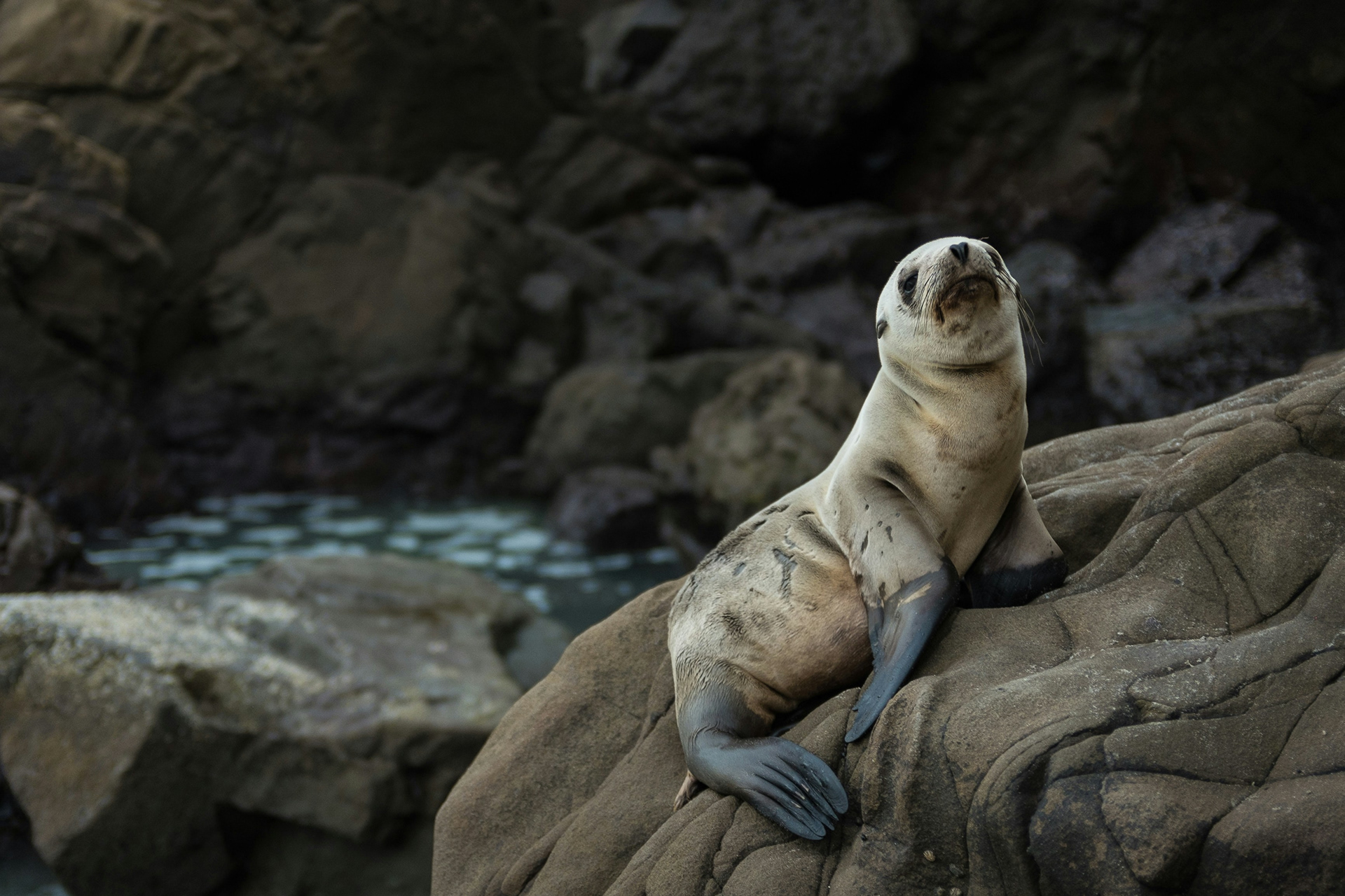 Seal inspiration picture from Unsplash