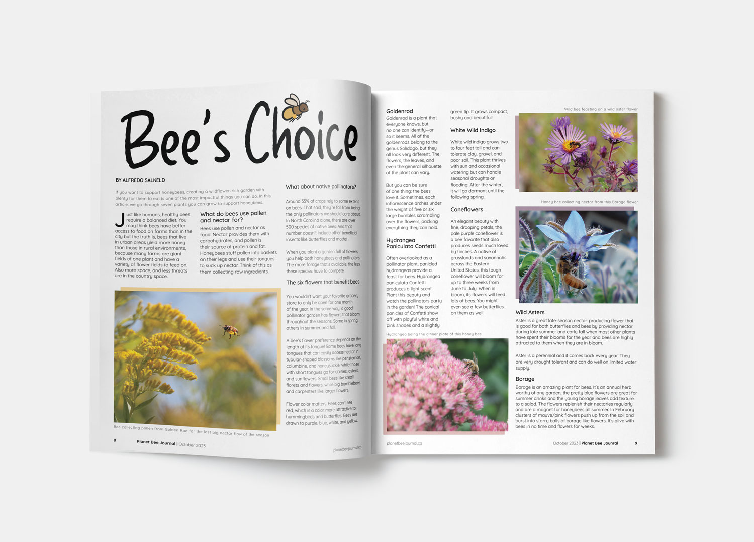 Bee's Choice Article Page