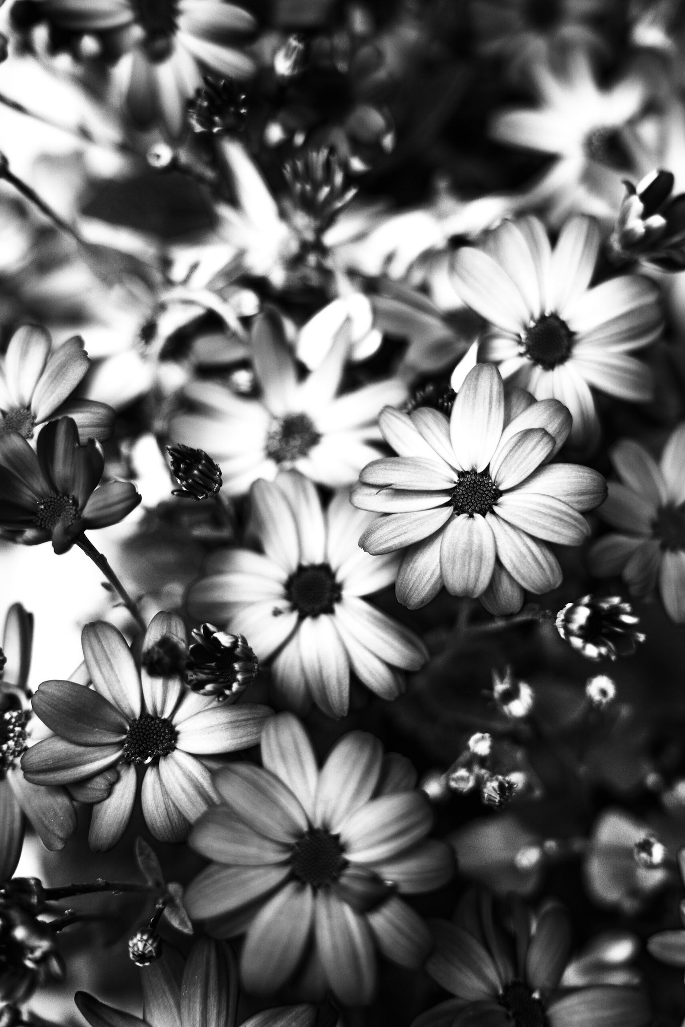 Photo of leaves in black and white